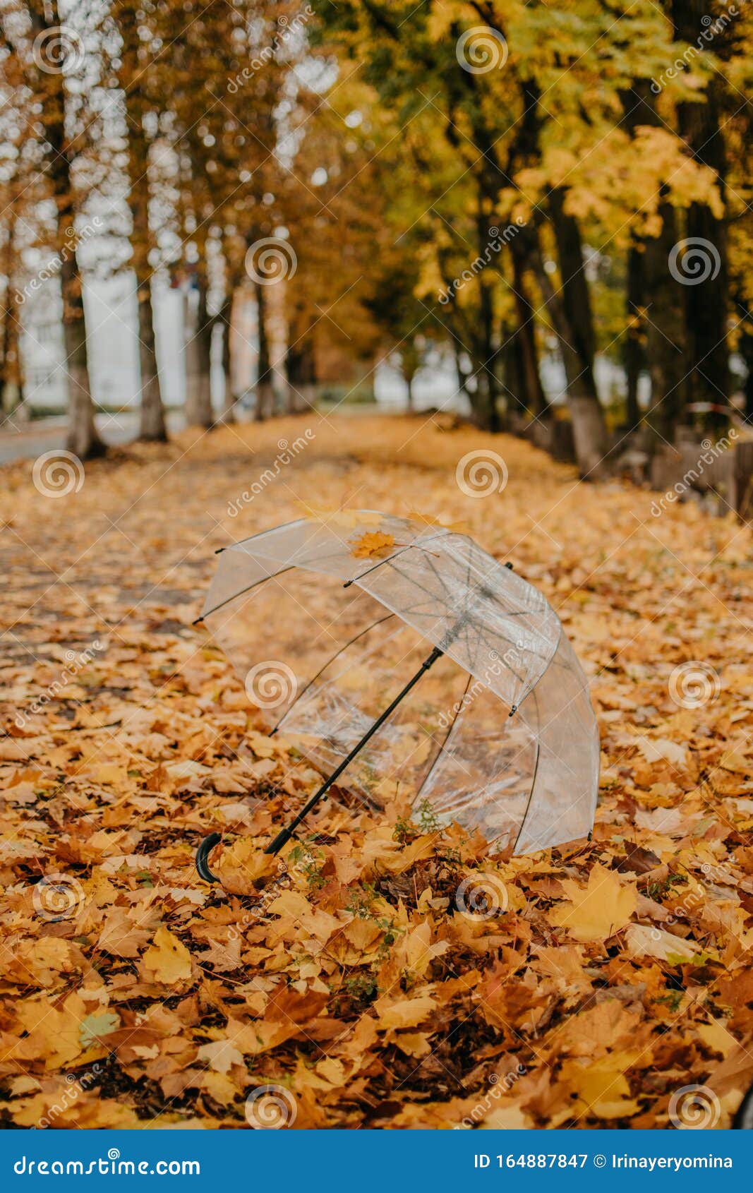 Осенние Фото С Зонтиком Осенние Фото С Зонтиком