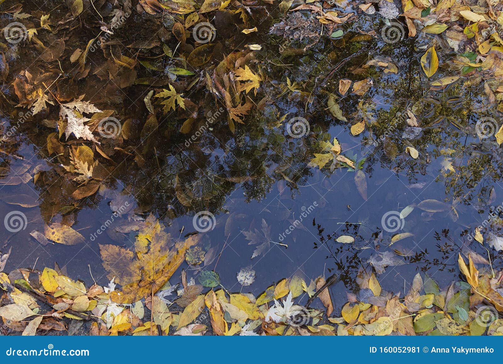 Фото Осенних Листьев В Луже