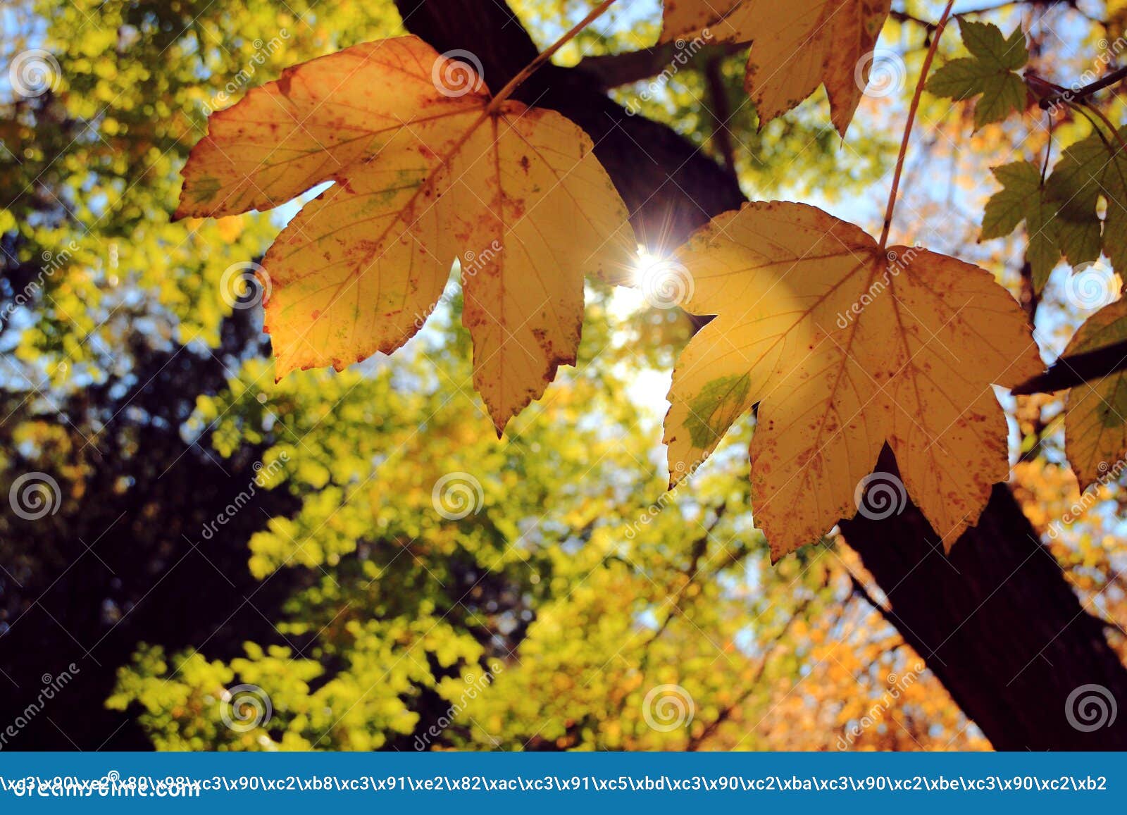 Осень, листья на дереве большом, солнце Стоковое Фото - изображение  насчитывающей спело, желтый: 53237678