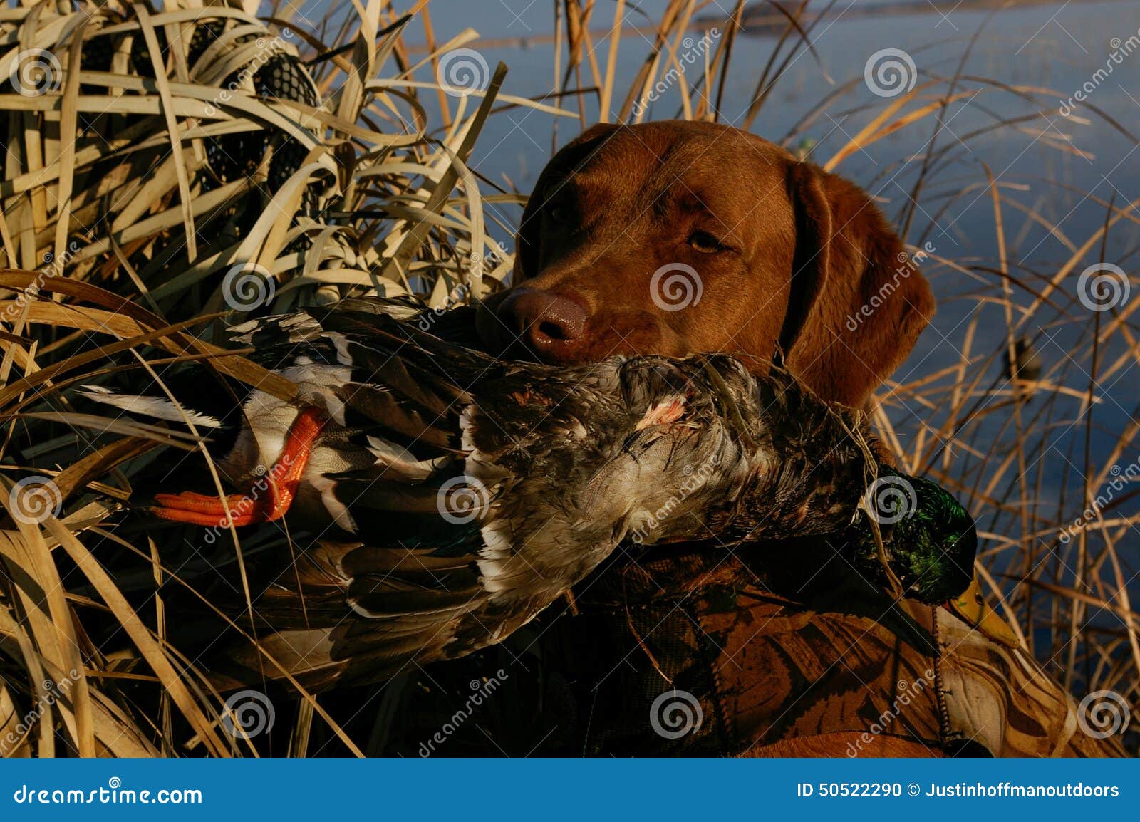 Охотничье владение. Собаки едят уток. Собака ест птичку. Чем питается охотничья собака. Какие птицы едят собак.