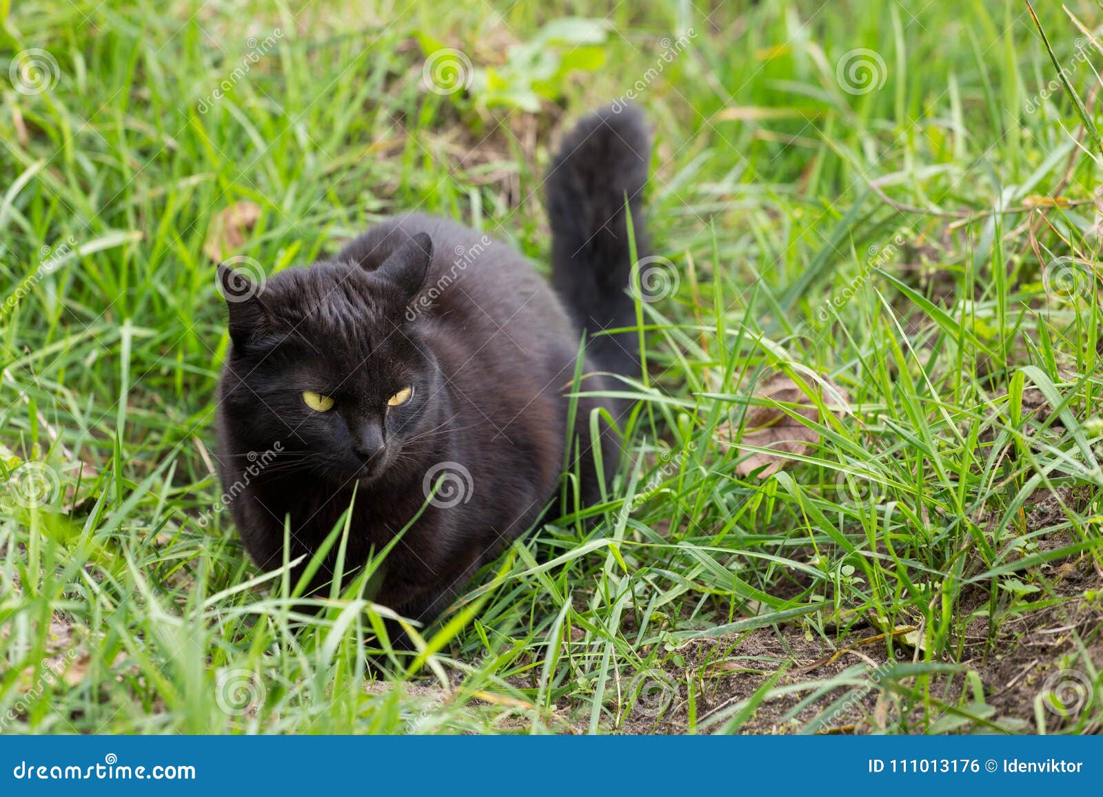 Фото Черного Кота С Зелеными