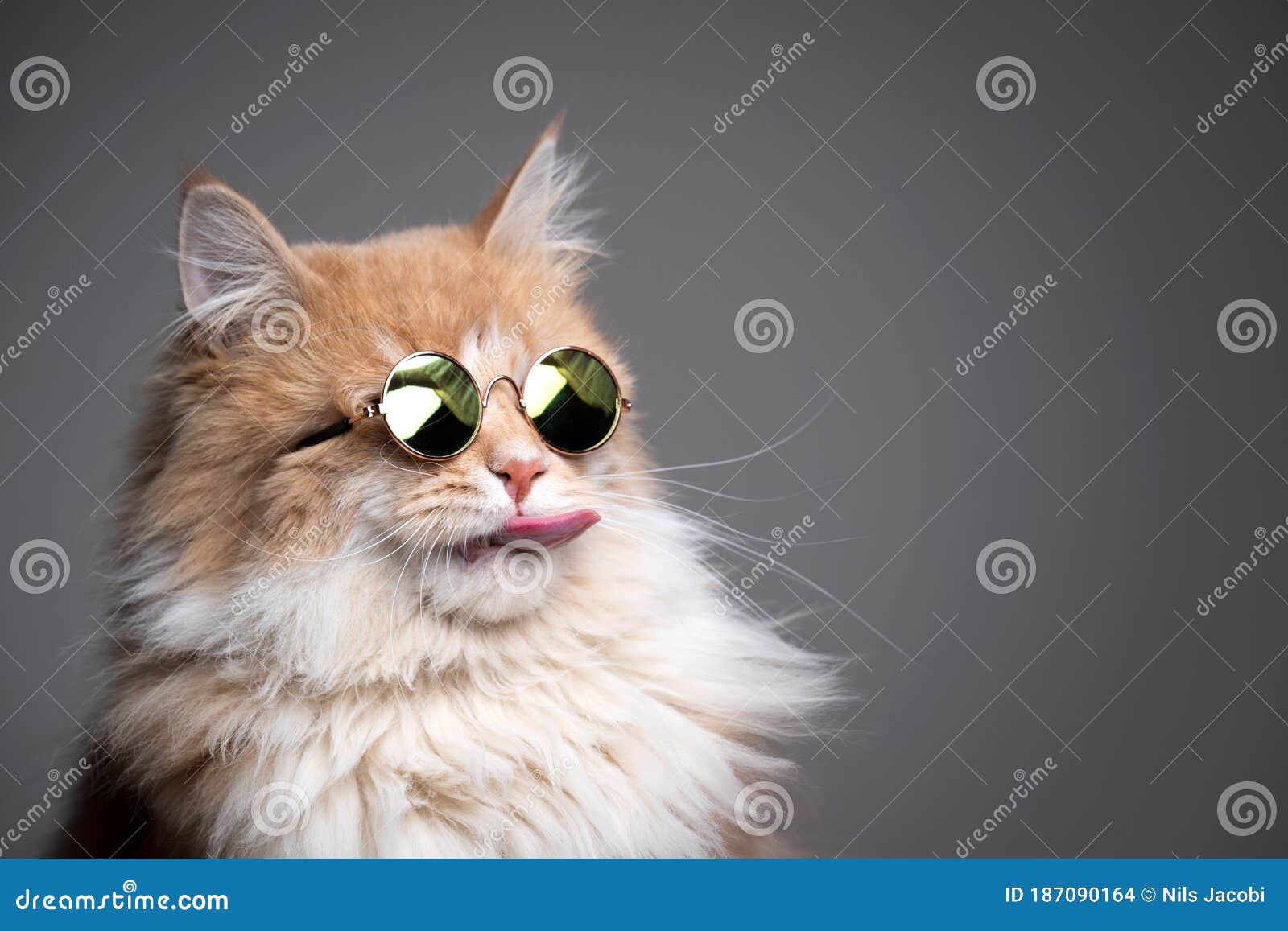 Очки с кота стоковое фото. изображение насчитывающей мило - 187090164
