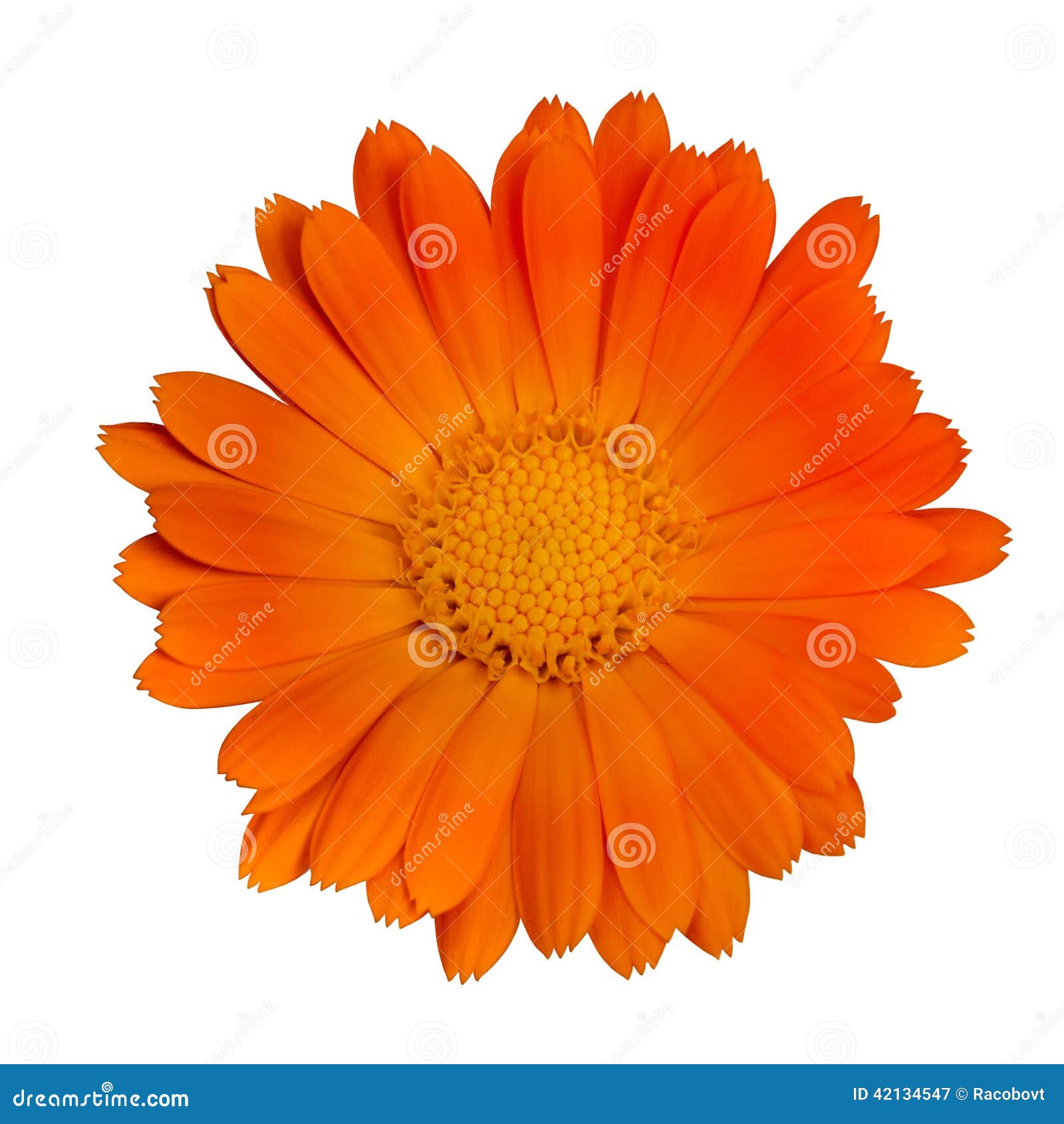 Оранжевые Цветы Фото
