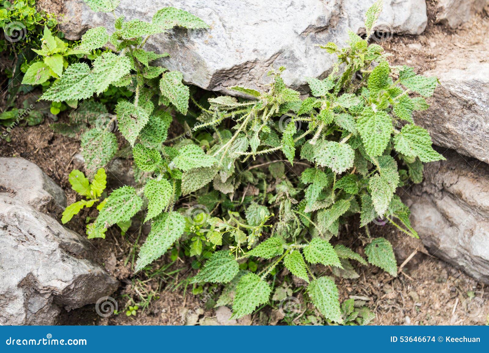 Крапива в трусы. Крапива растущая в Непале. Лапортея. Wild Nettle фото. Wild Nettle Новосибирск.