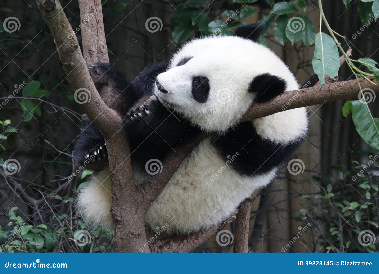 Панда на дереве, Чэнду спать, Китай Стоковое Изображение - изображение  насчитывающей влюбленности, счастливо: 99823145