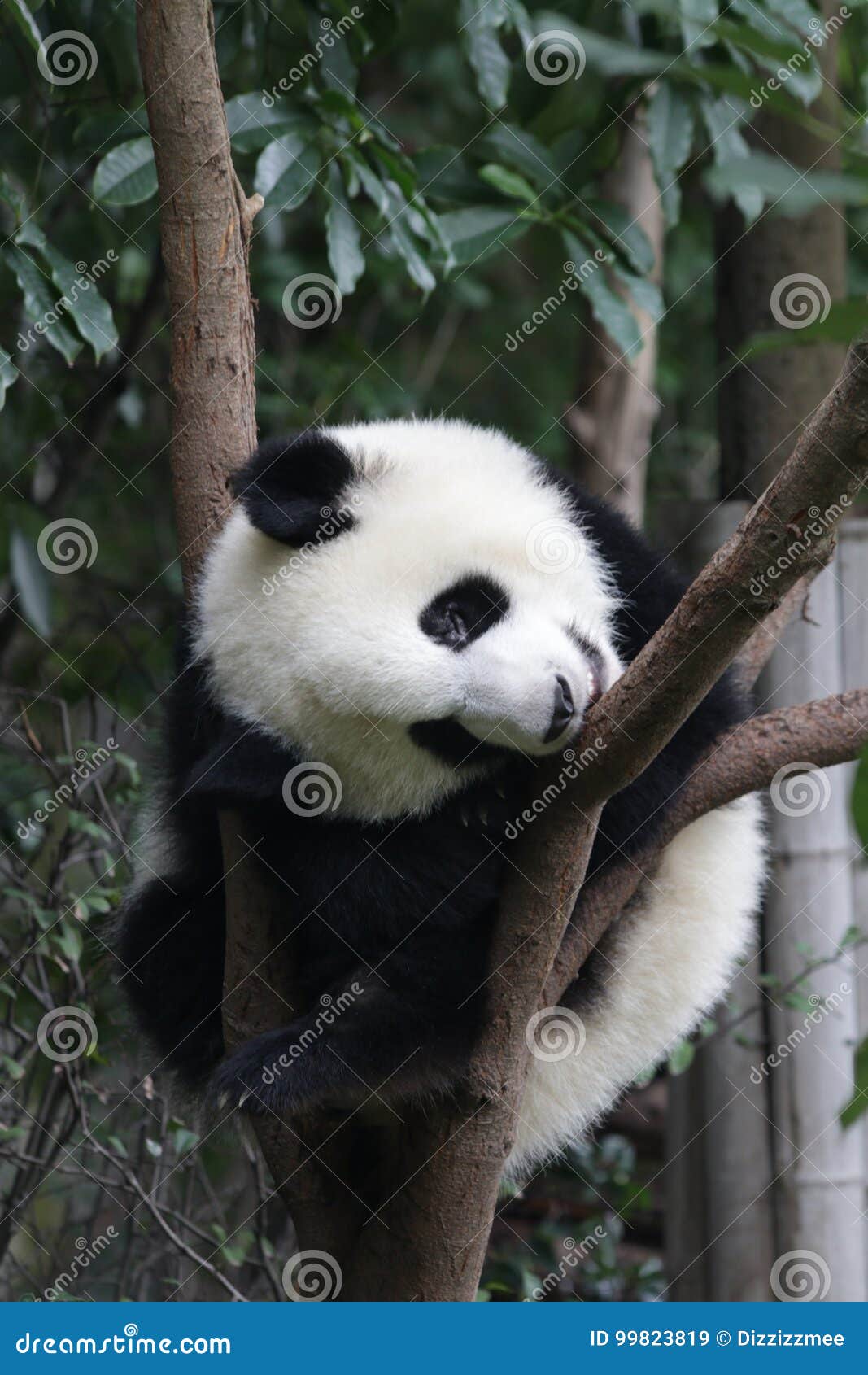 Панда Cub на дереве, Чэнду спать, Китай Стоковое Изображение - изображение  насчитывающей отдыхать, вал: 99823819