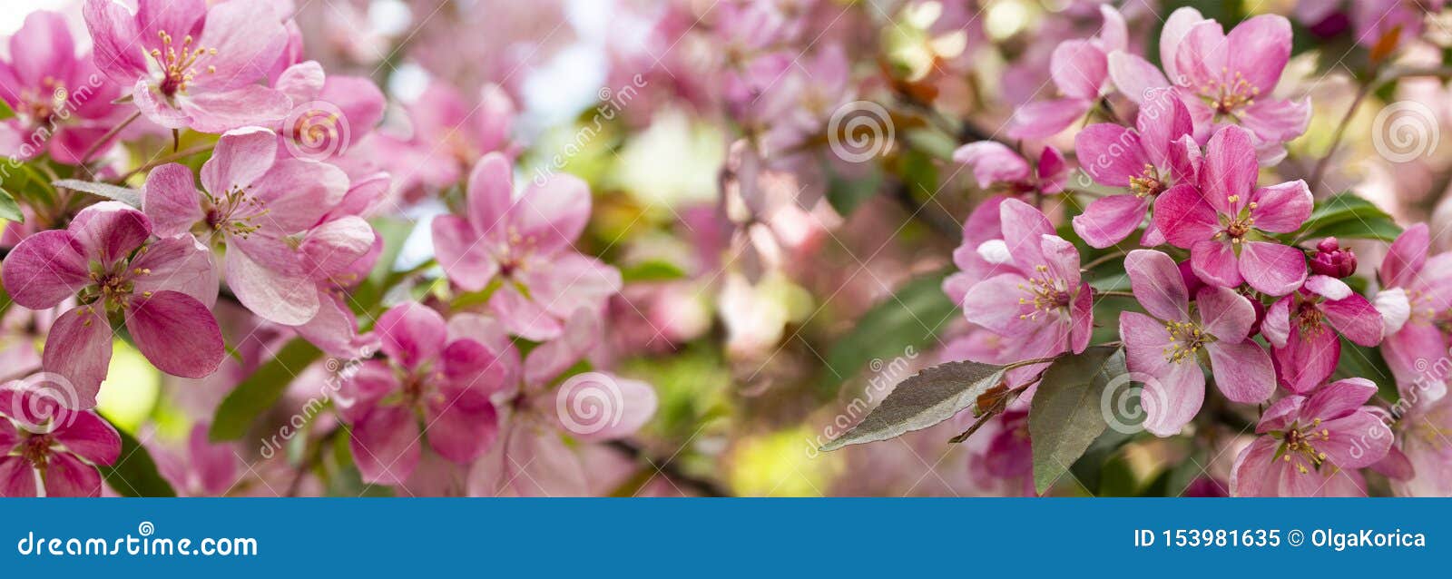 Цветут Яблоневые Сады Фото Цветут Яблоневые Сады Фото