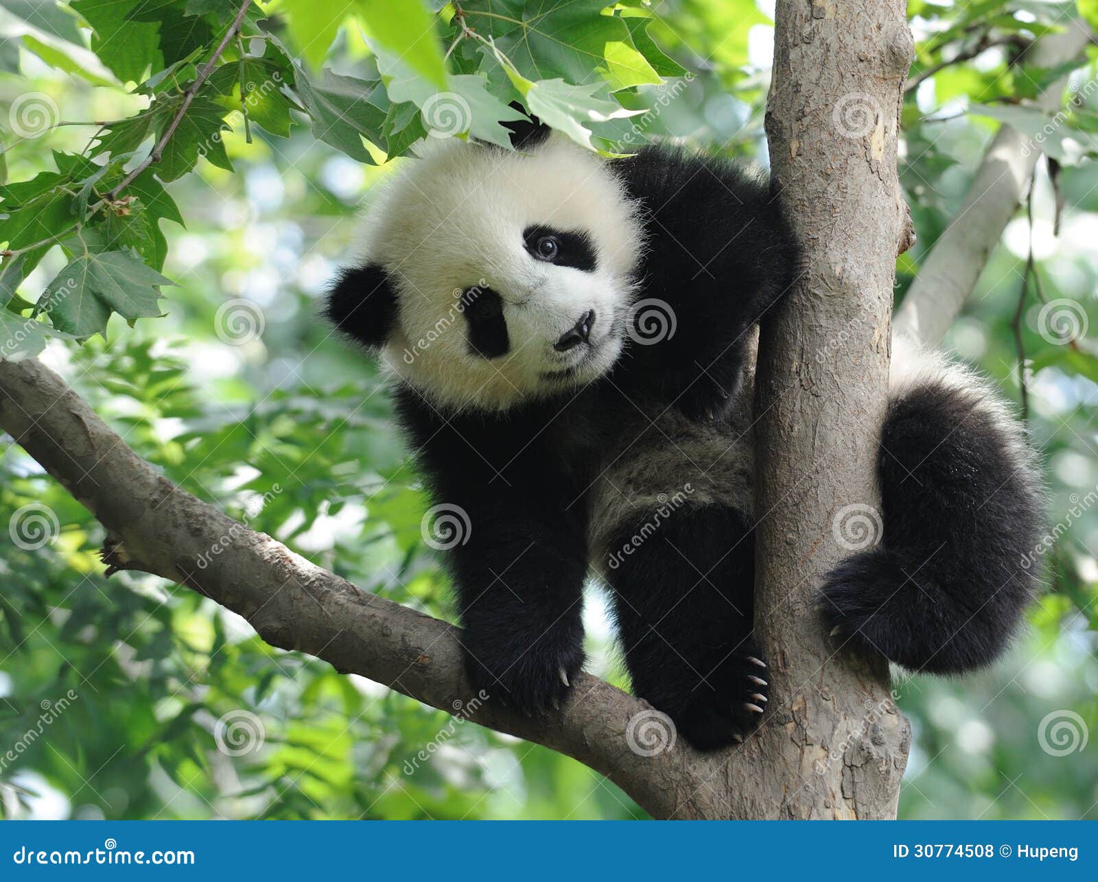 Панда младенца на дереве стоковое фото. изображение насчитывающей гигантско  - 30774508