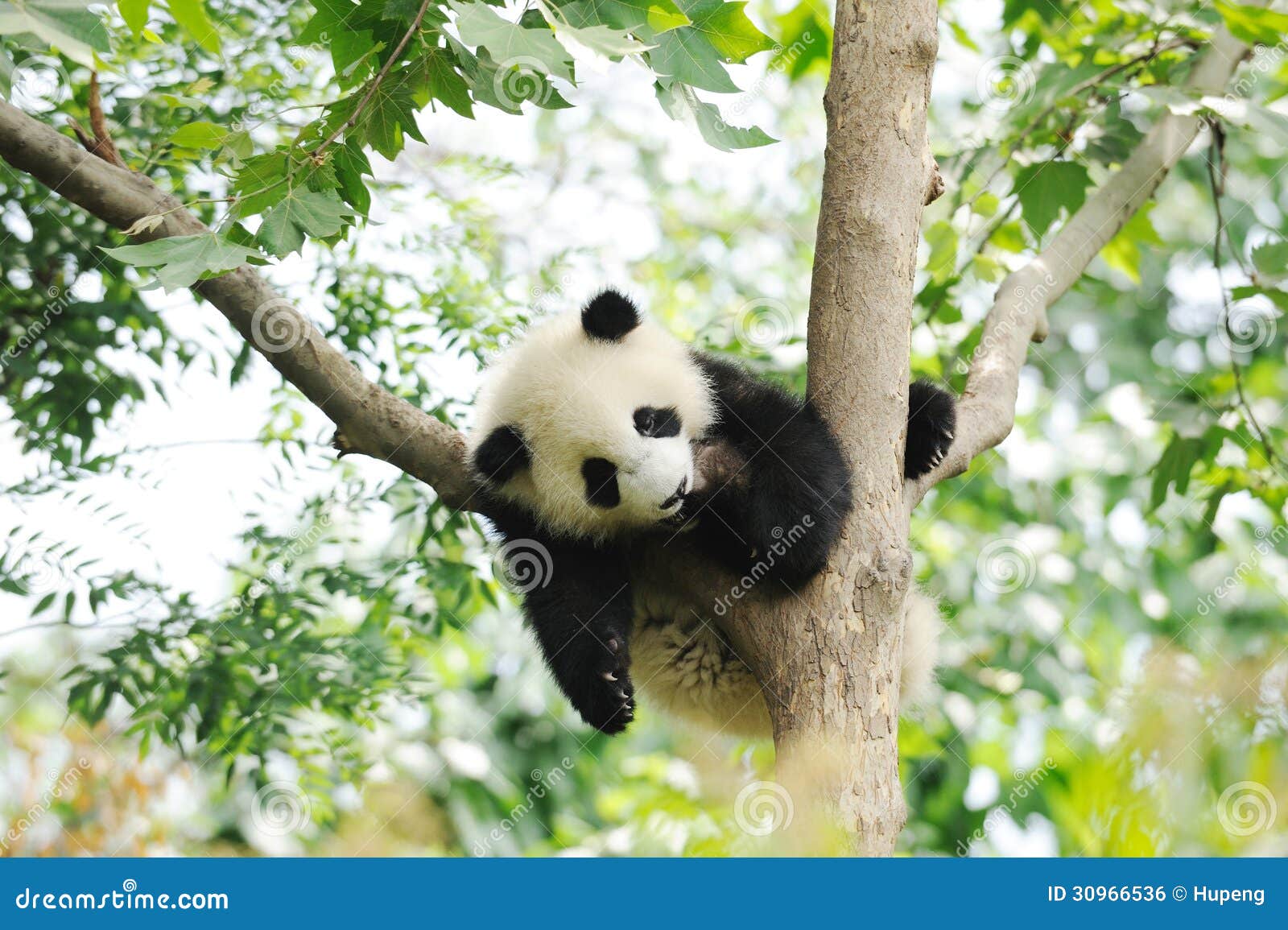 Панда младенца на дереве стоковое фото. изображение насчитывающей съешьте -  30966536