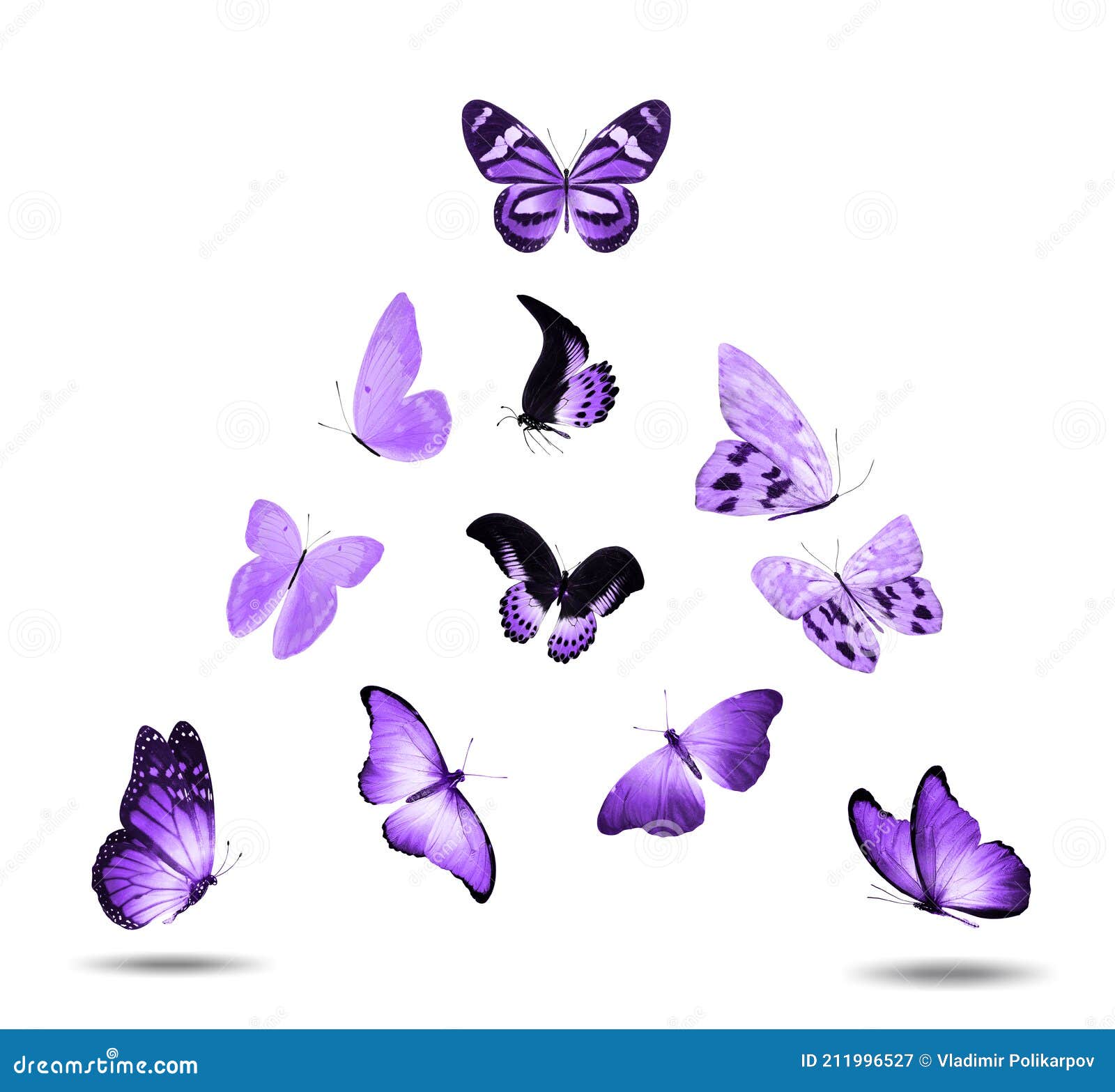 парящие фиолетовые бабочки на белом фоне Иллюстрация штока - иллюстрации  насчитывающей тварь, полет: 211996527