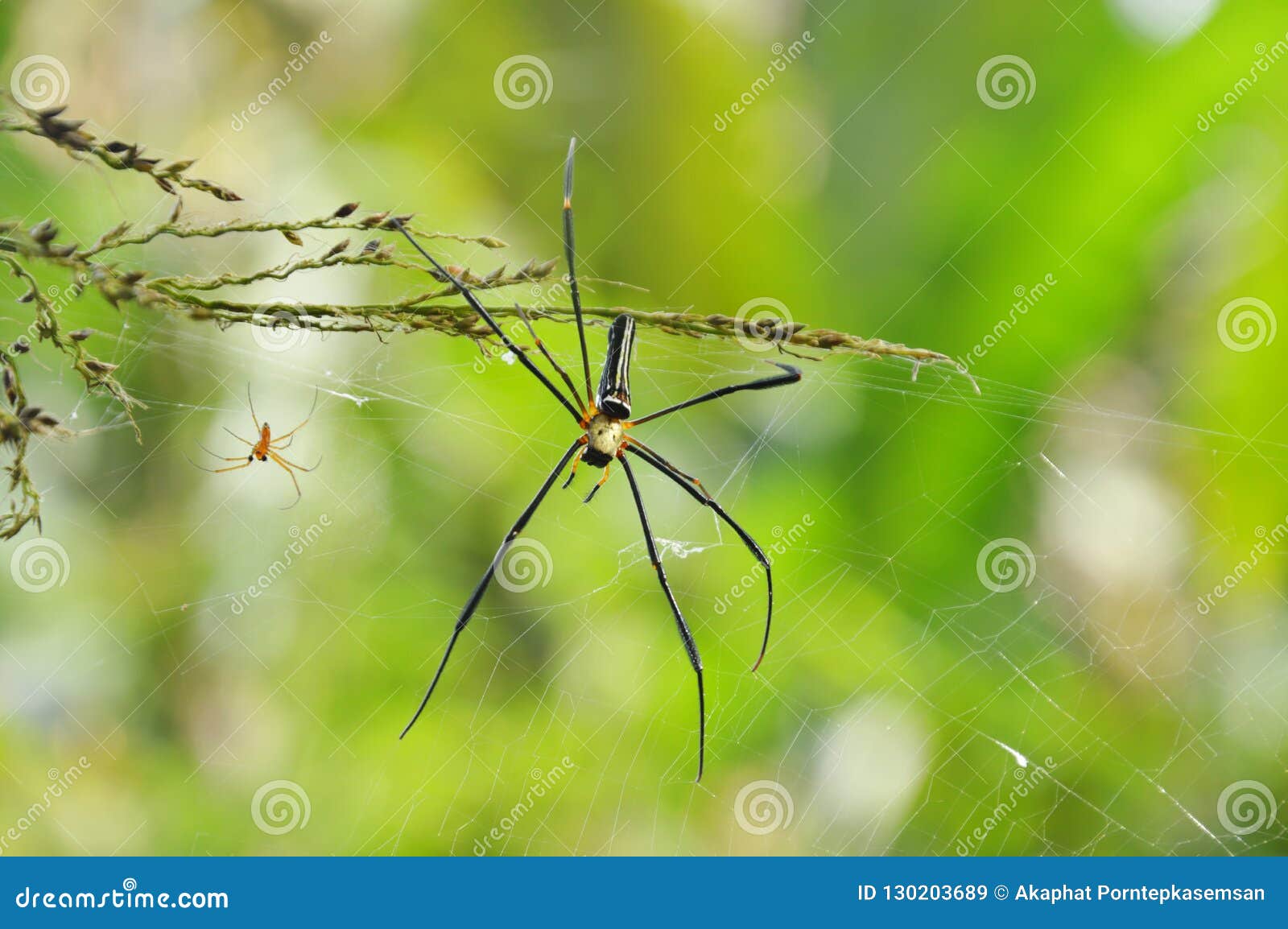 Net waiting. Батик паук.