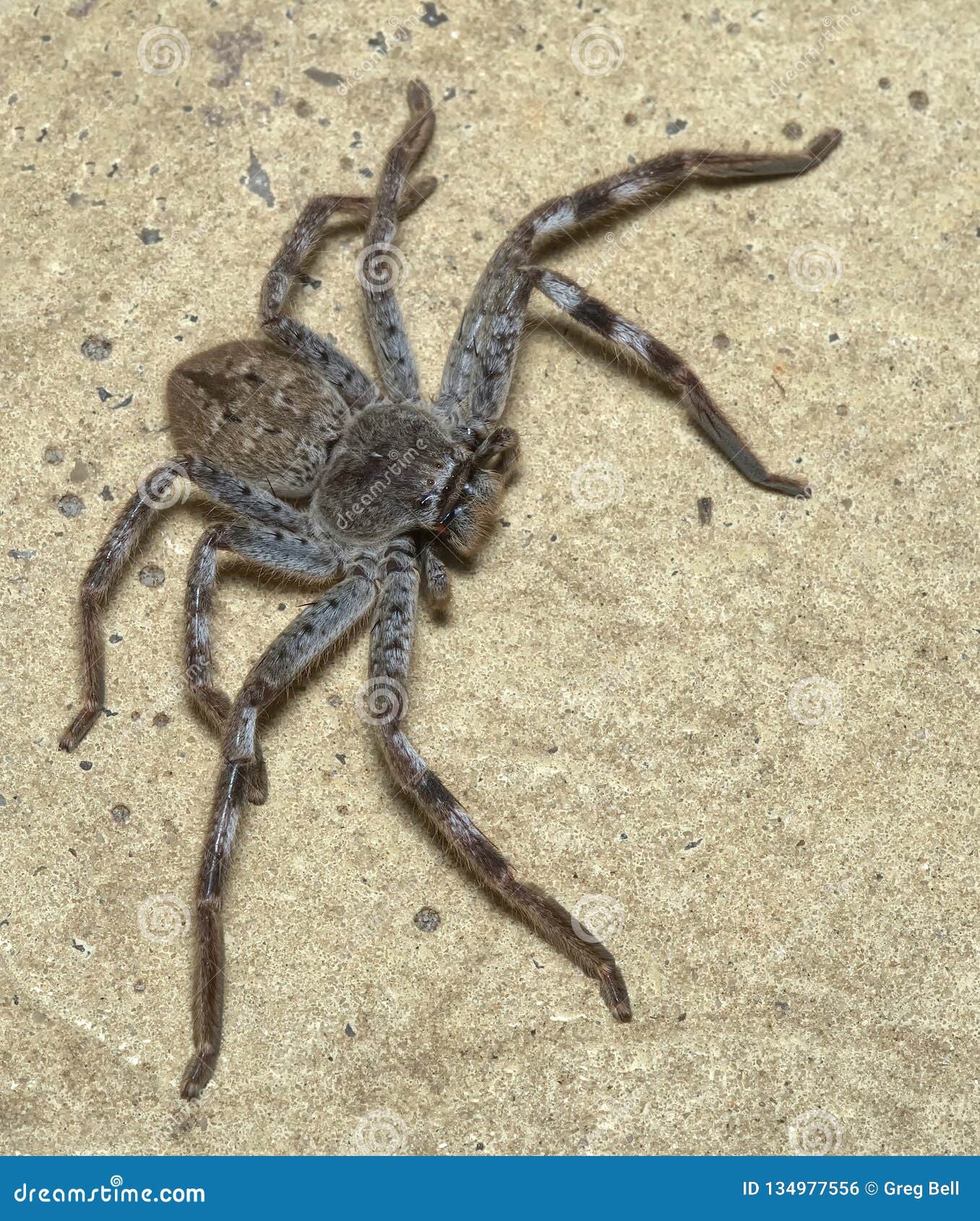 Australia Is The Land Of 'Nope', And These 40 Pictures Prove It Spiders in austr