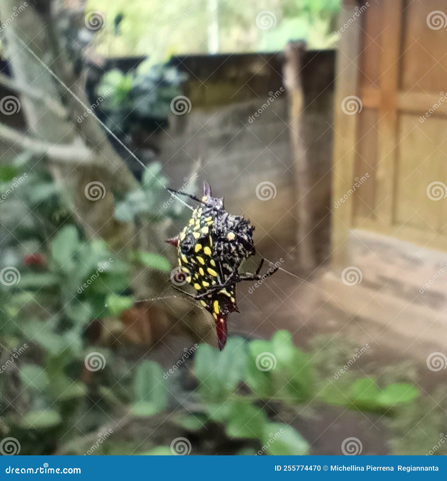 паук с черными и желтыми точками Стоковое Фото - изображение насчитывающей  спайдер, черный: 255774470