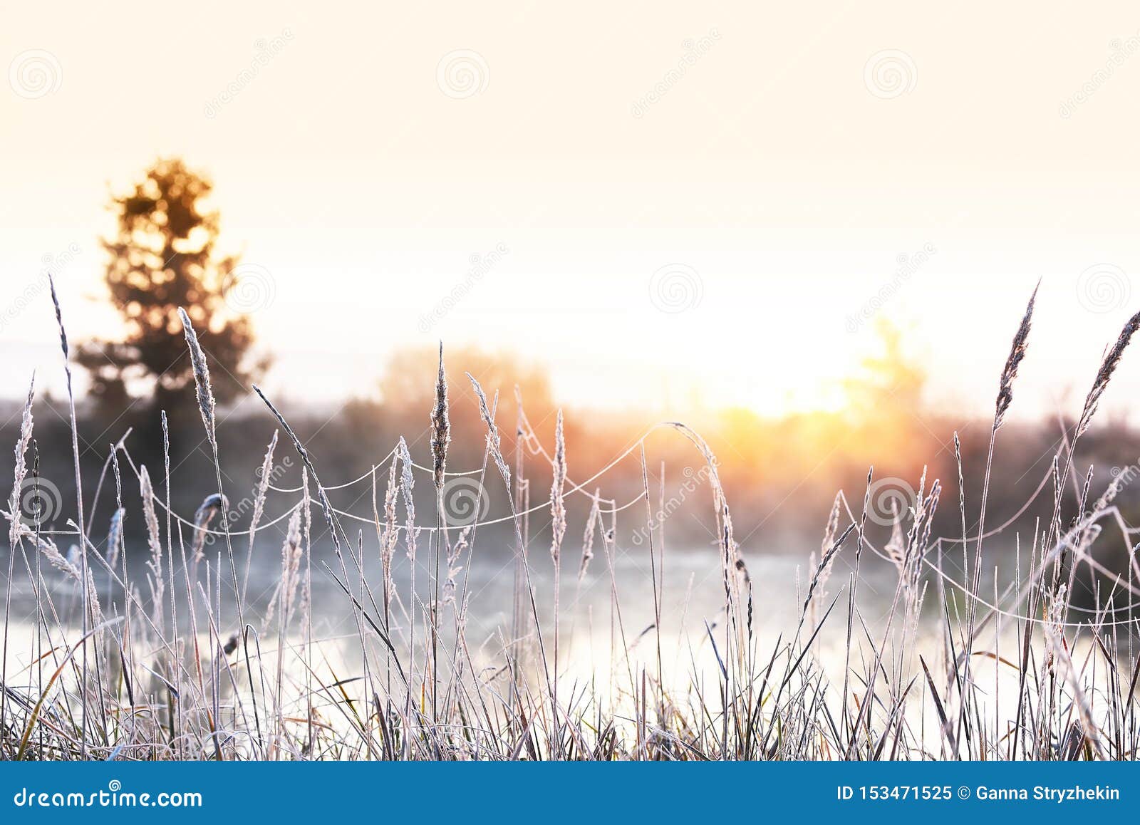 Фото Заморозки Осенью