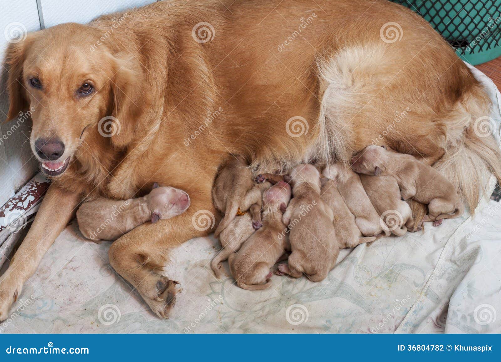 Довольная собака. Собака не дает щенка. Собака кормит щенков. Собака не дает щенка. Бездомные собаки.