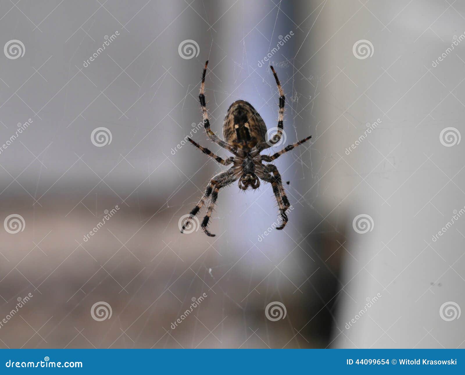 brown striped garden spider - Tjs Garden