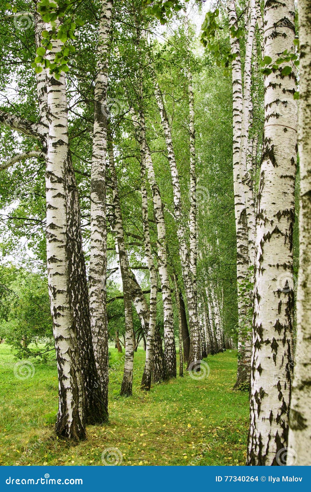 Береза летом