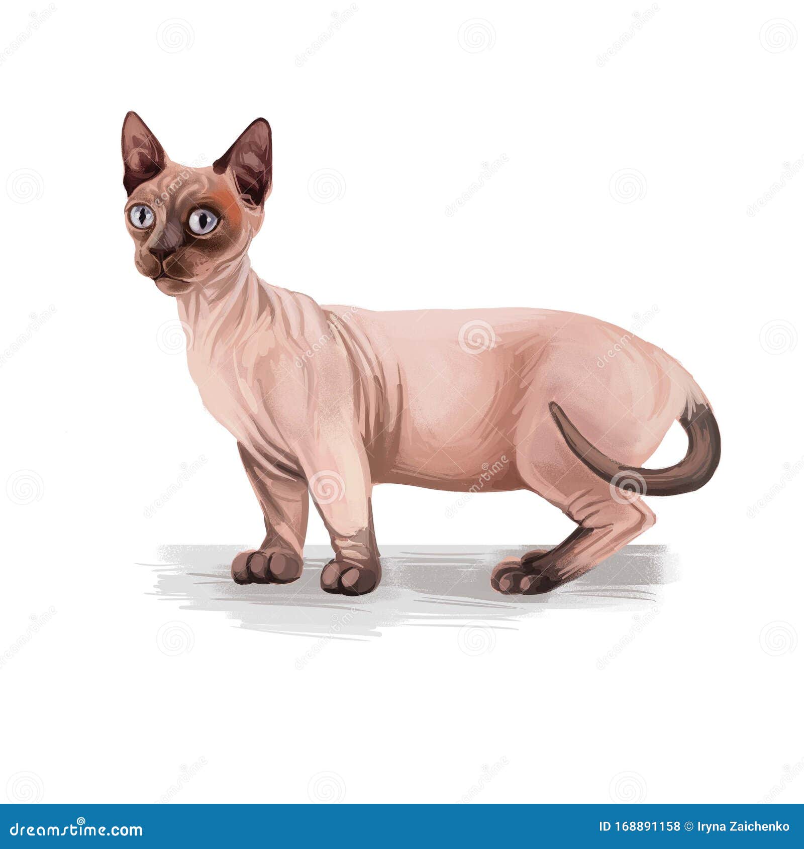 Кошка Бамбино Фото Кошка Бамбино Фото