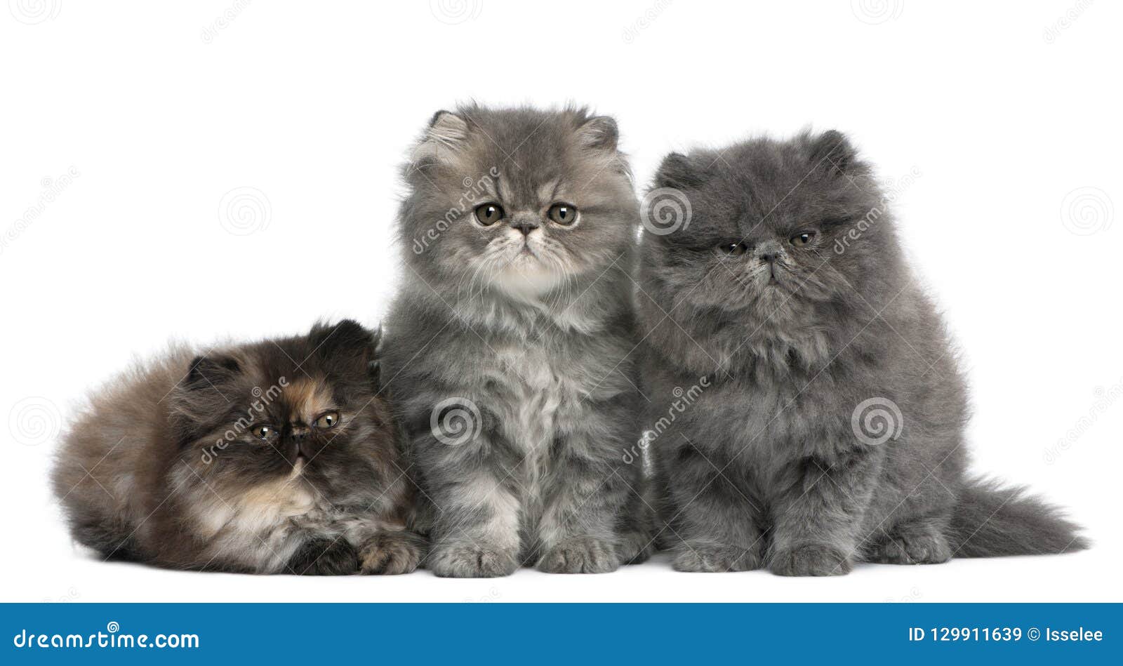 Персидские котята, 2 месяца старого Стоковое Изображение - изображение  насчитывающей месяцы, класть: 129911639