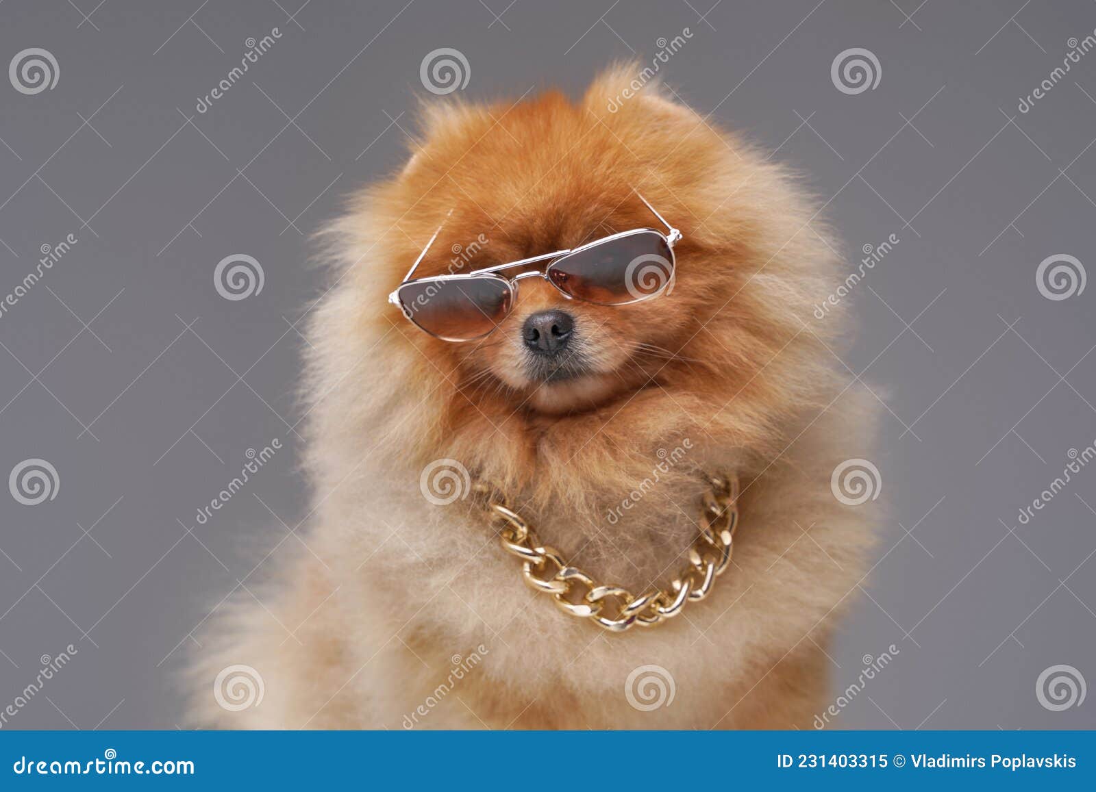 Индийский шпиц