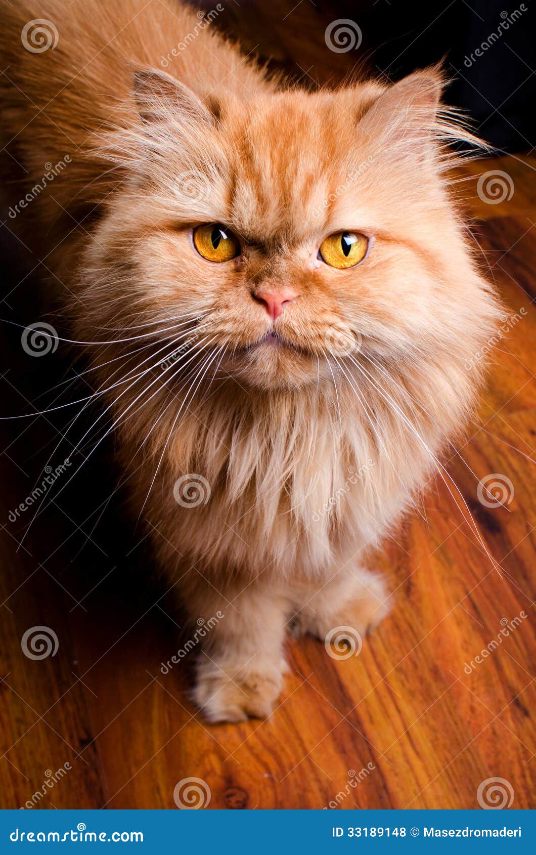 Персидский рыжий кот