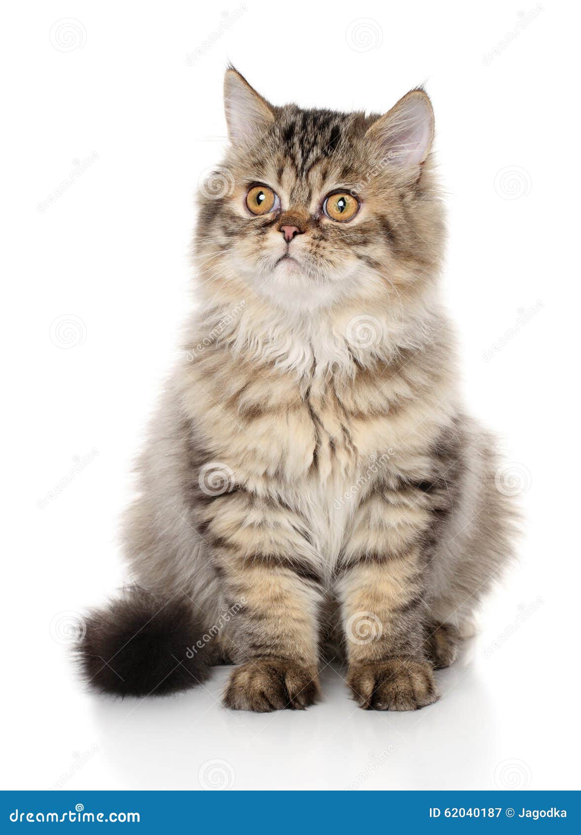 персидский кот стоковое изображение. изображение насчитывающей шерсть -  62040187