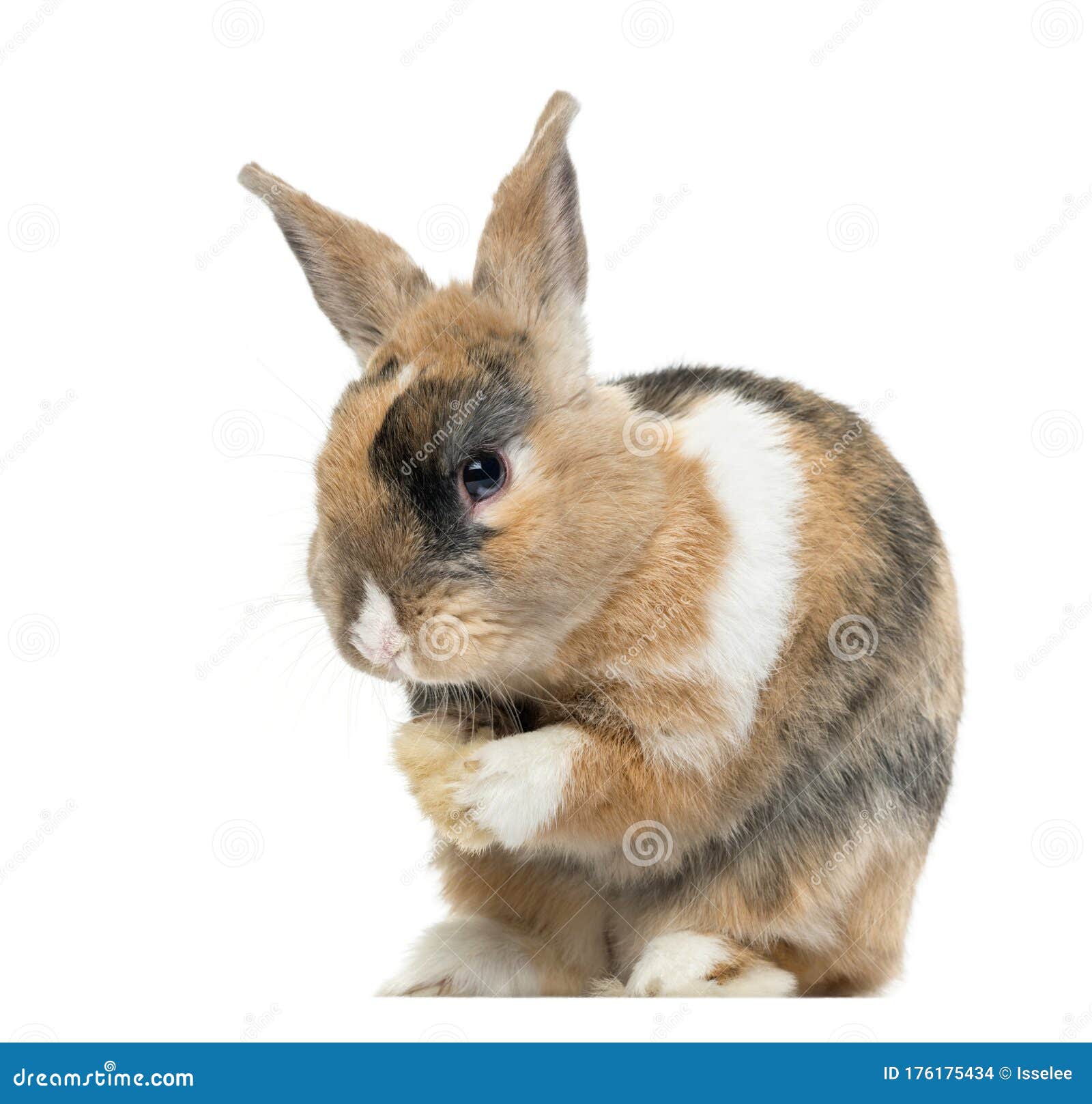 Пестротканый кролик лижа его отдельные лапы Стоковое Фото - изображение  насчитывающей отрезок, люди: 176175434