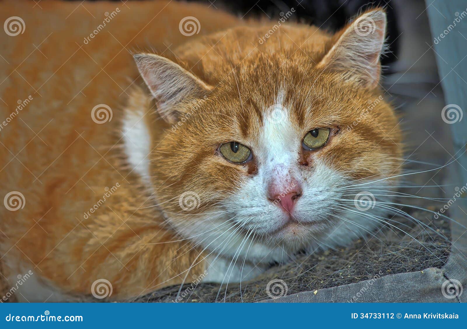 Печальный кот стоковое фото. изображение насчитывающей темно - 34733112