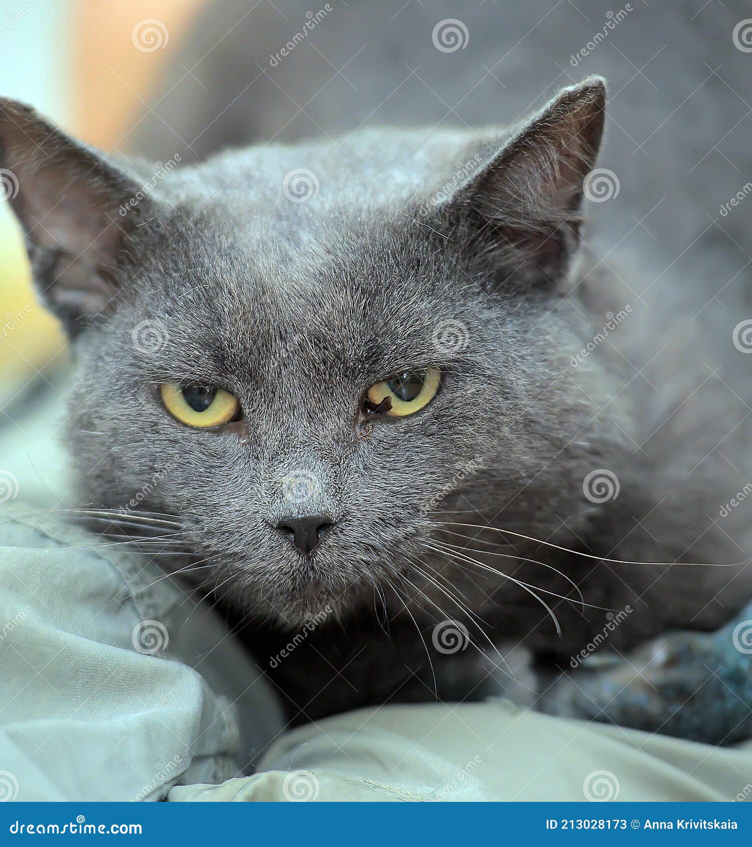 Печальный серый кот в приюте для животных Стоковое Изображение -  изображение насчитывающей котенок, внутрь: 213028173