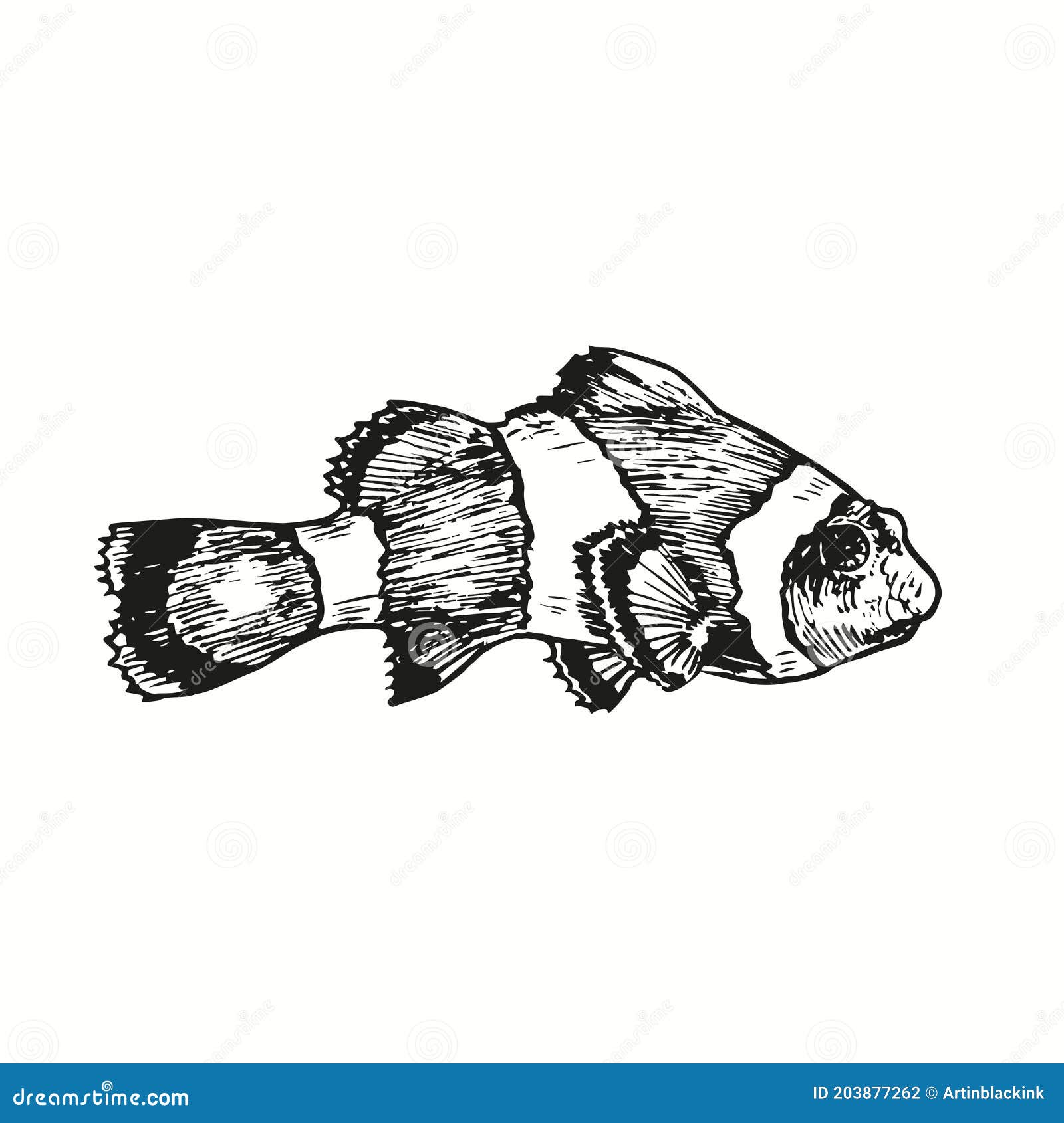 Clownfish Or Anemone Fish Ocellaris Clownfish Amphiprion Ocellarisside View Ink Black And White Drawing Stock Vector Illustration Of Gravure Hand Clownfish Or Anemone Fish Ocellaris Clownfish Amphiprion Ocellarisside View Ink Black And White Drawing Stock Vector Illustration Of Gravure Hand