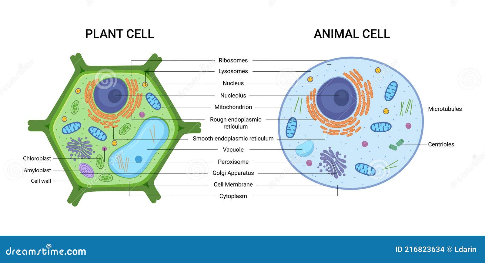 Animal Plant Cells Stock Illustrations – 460 Animal Plant Cells Stock  Illustrations, Vectors & Clipart - Dreamstime