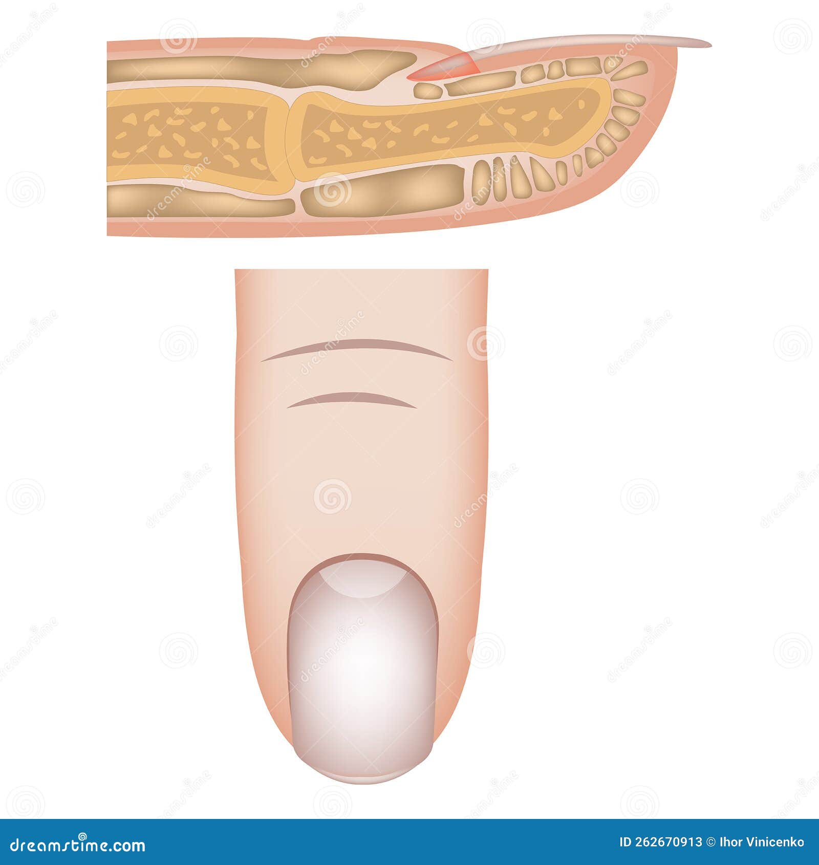 Nail Anatomy and Physiology Quiz: Test Your Knowledge of the Nail Unit