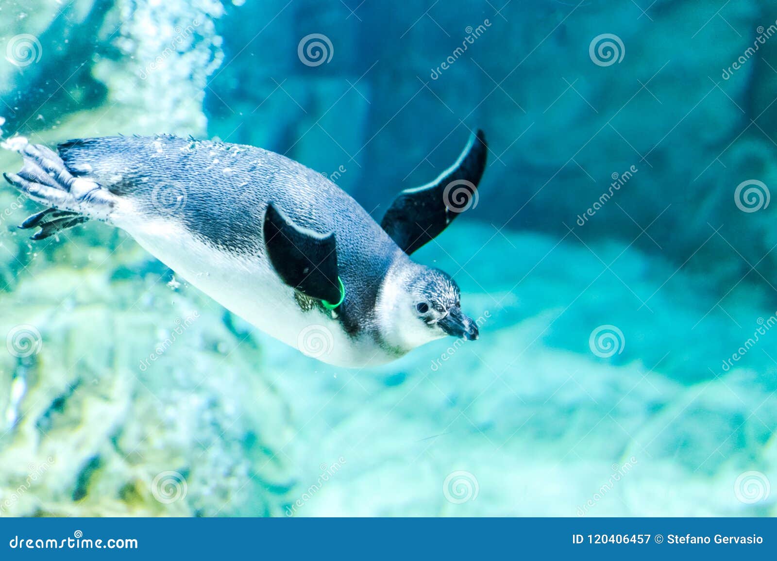 Пингвины плавают в аквариуме Генуи Италии Стоковое Изображение -  изображение насчитывающей море, заплыв: 120406457