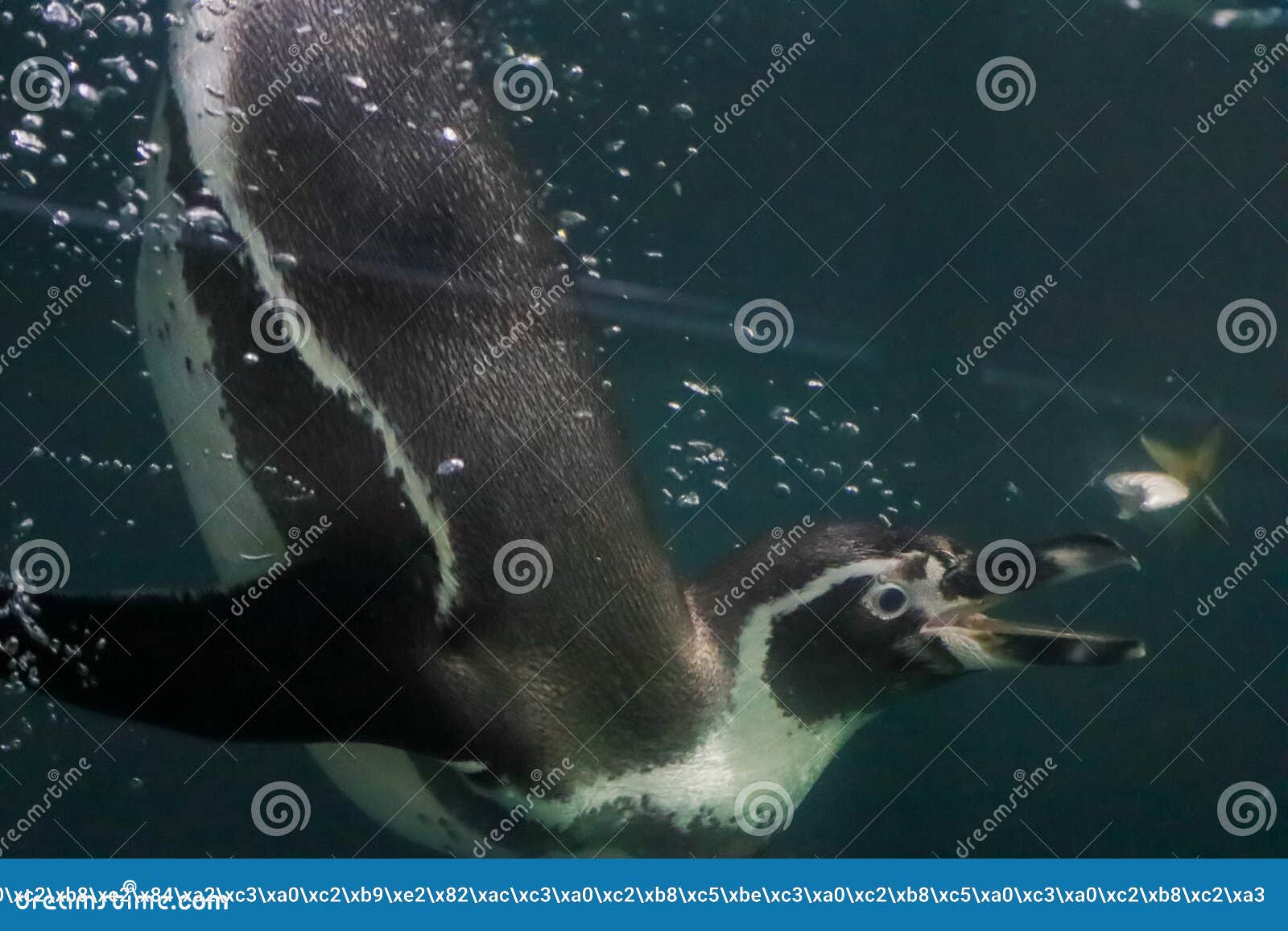 пингвины плавают под водой и загораживают Стоковое Фото - изображение  насчитывающей пингвин, естественно: 241236100