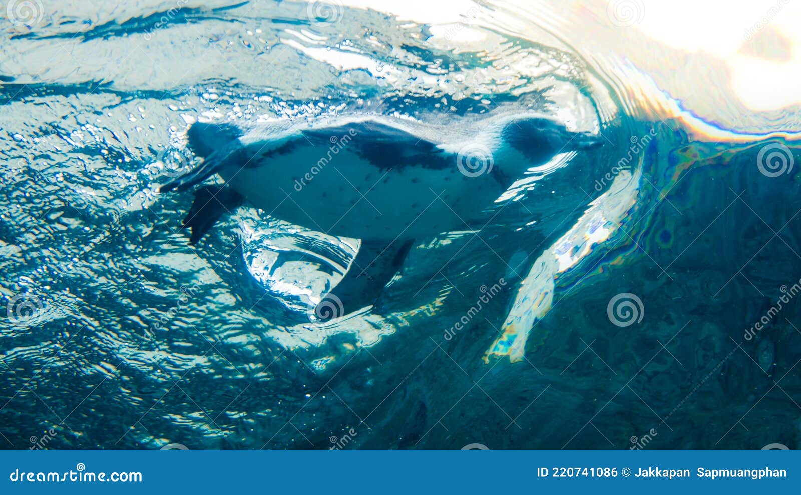 пингвины плавают под водой фото Стоковое Фото - изображение насчитывающей  вполне, профиль: 220741086