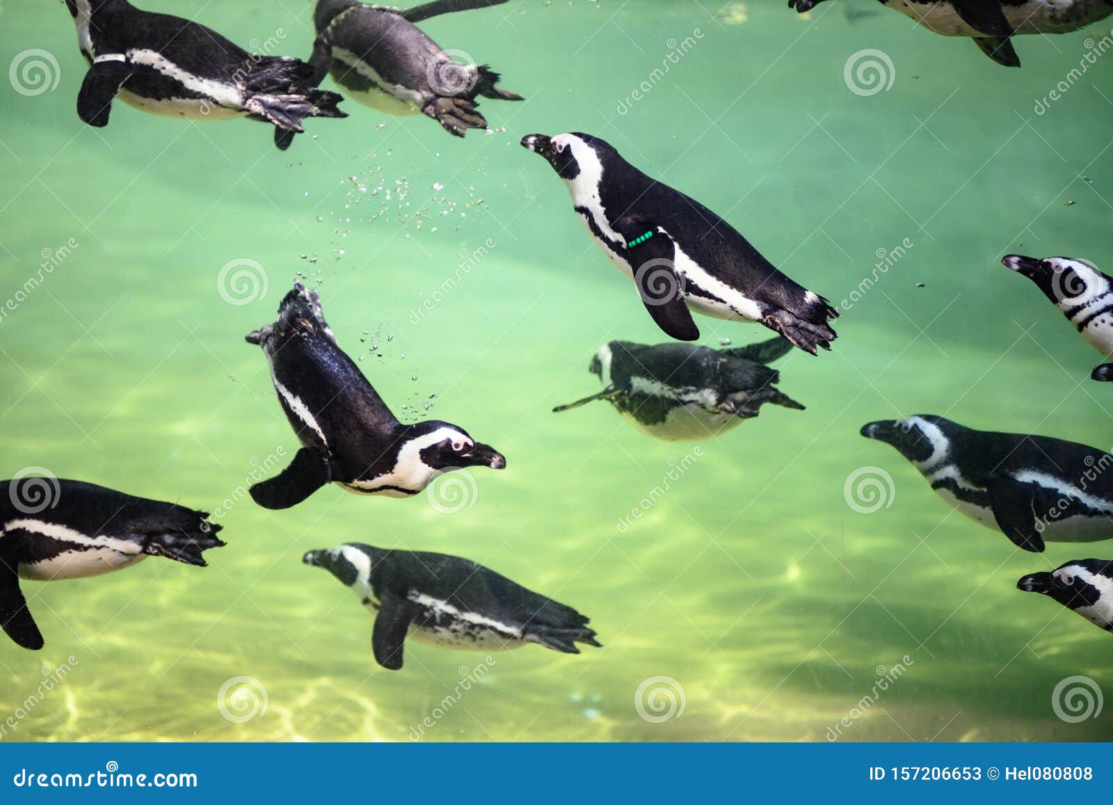 Пингвины, плавающие в воде - банальные пингвины - Sфенискус - плавающие в  зеленой воде с пузырями Стоковое Изображение - изображение насчитывающей  пингвин, гумбольдт: 157206653