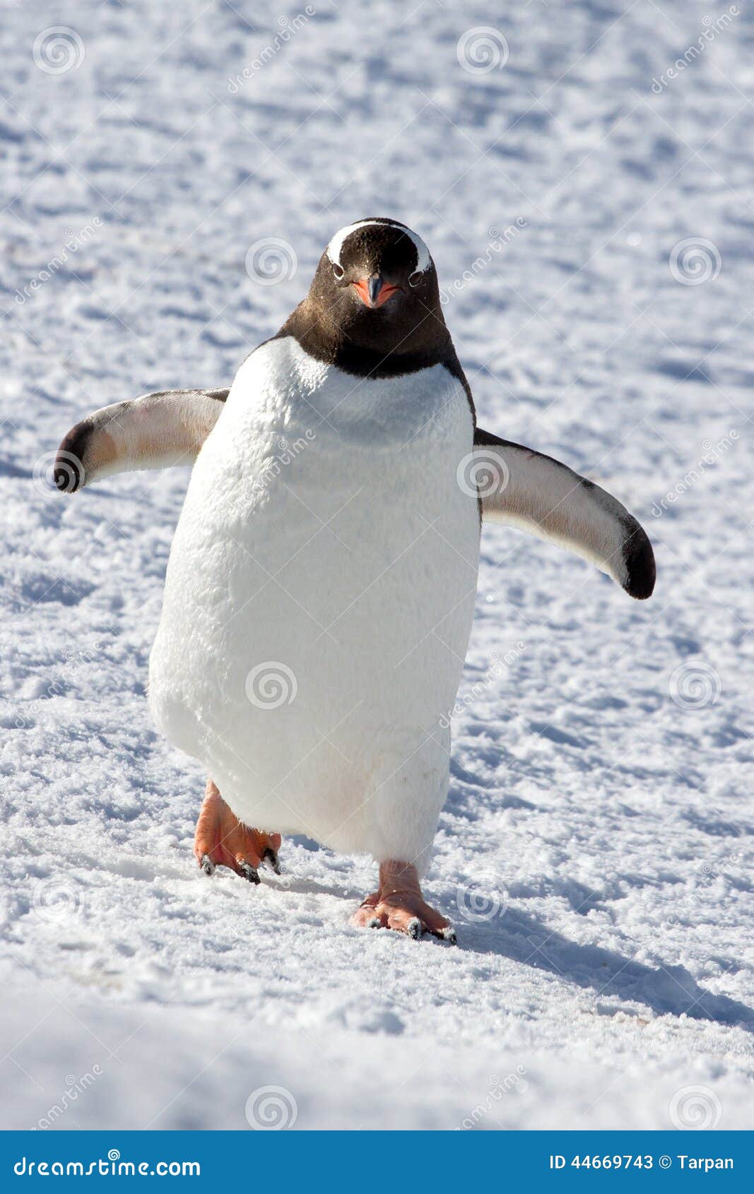 Пингвин Gentoo идя через снег Стоковое Изображение - изображение насчитываю...