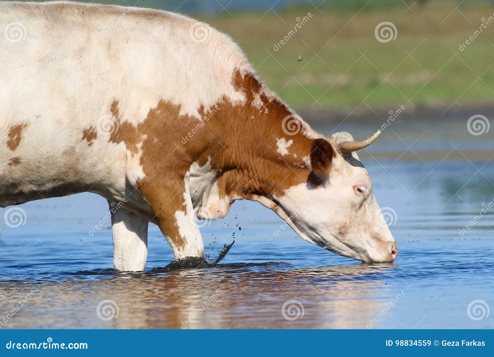 Корова плохо пьет. Корова в воде. Корова пьет воду из реки. Корова пьет воду. Корова пьет.