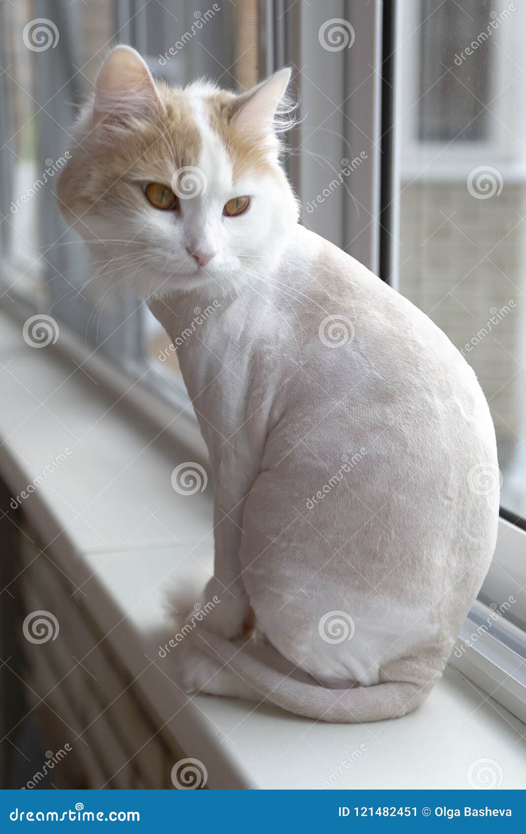 Побритый белый бежевый кот на Windowsill Сидит с задней частью Стоковое  Изображение - изображение насчитывающей выражение, шерсть: 121482451