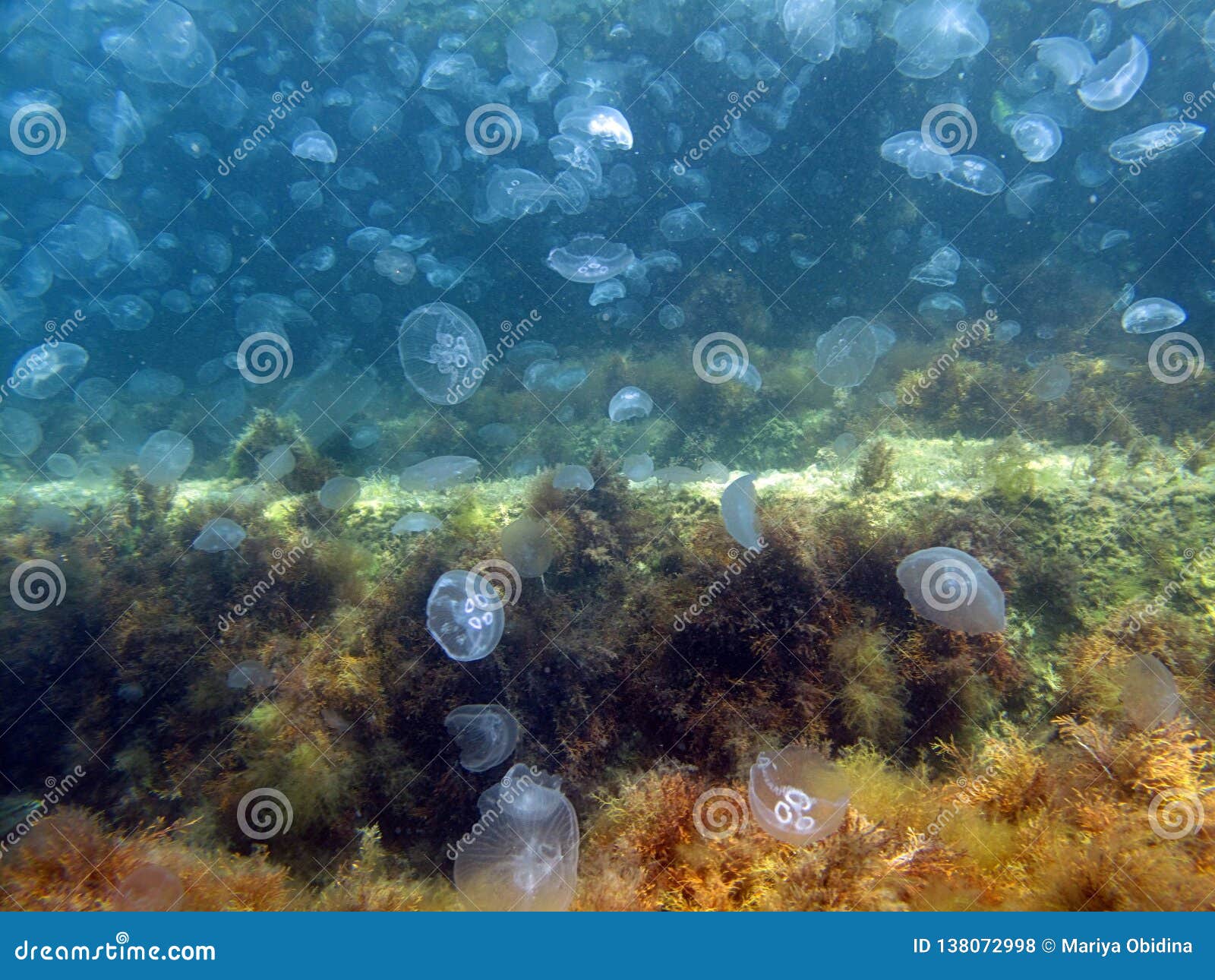 Подводный Мир Черного Моря Фото