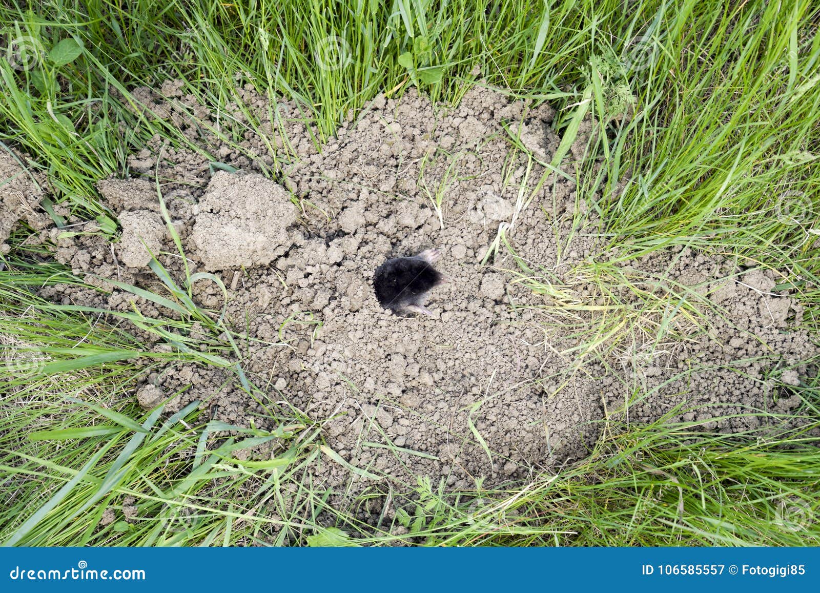 Дырки в газоне. Кротовины в почве. Mole hole. Крот в поле. Ареал обыкновенного слепыша.