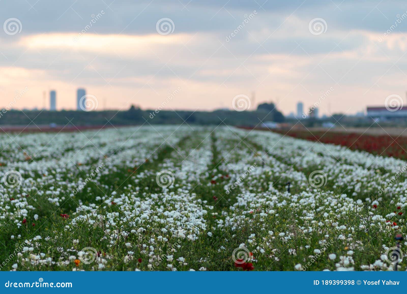День черно-белой фотографии: Колосья Golos.io Блоги