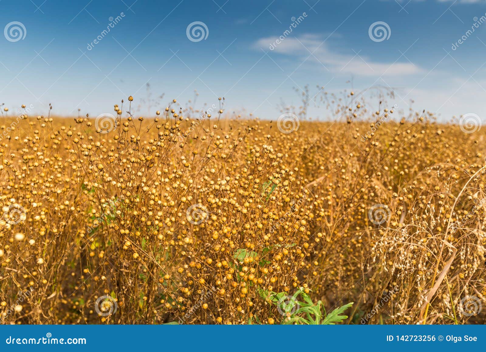 Льняные поля