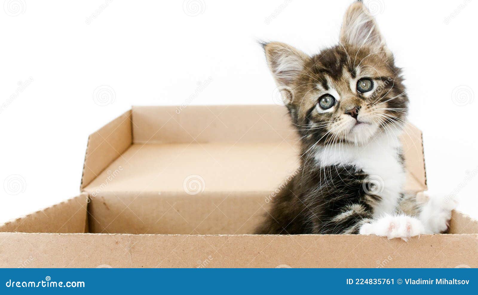 Котята в коробке