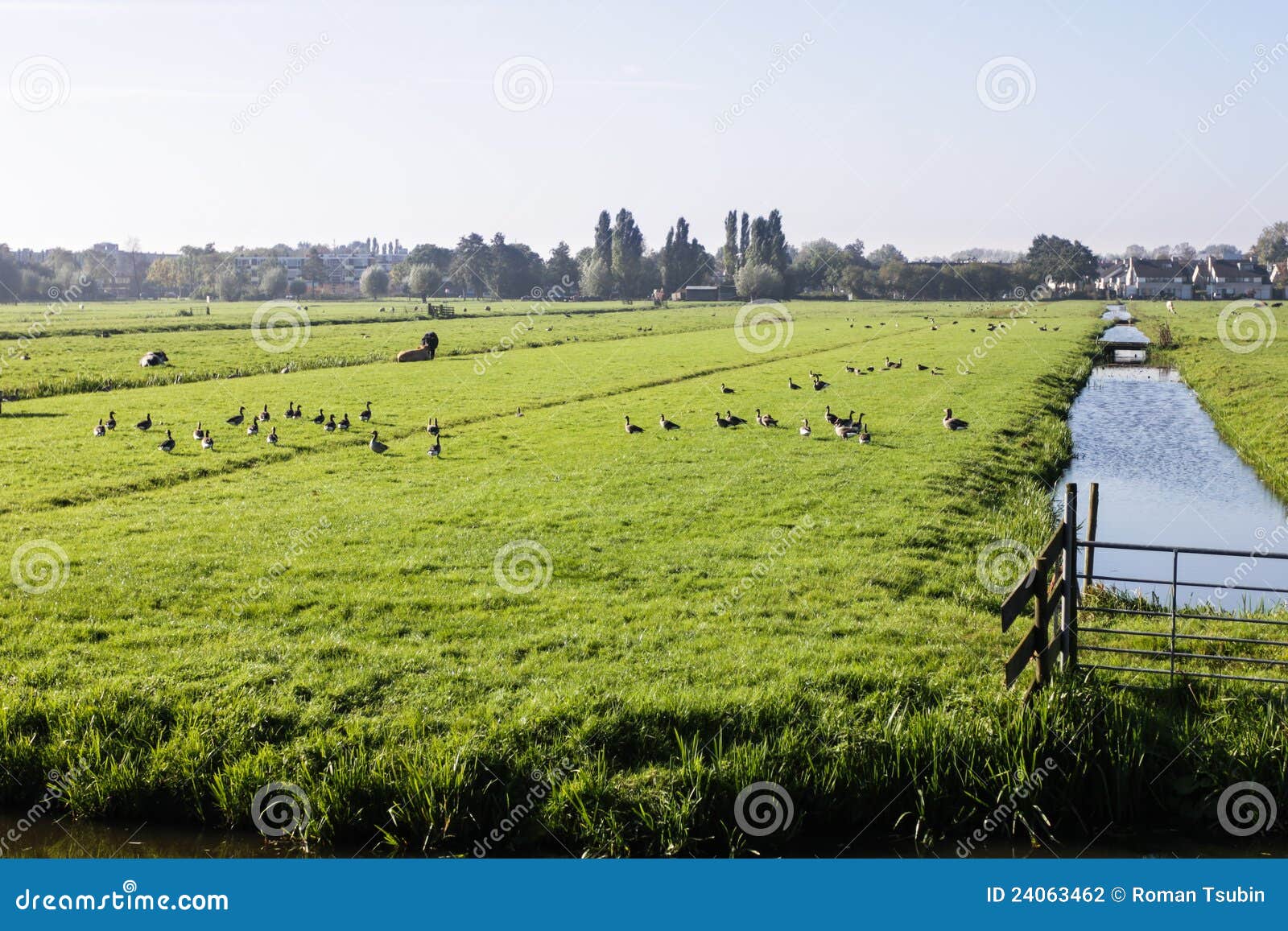 Фото Полей Голландии