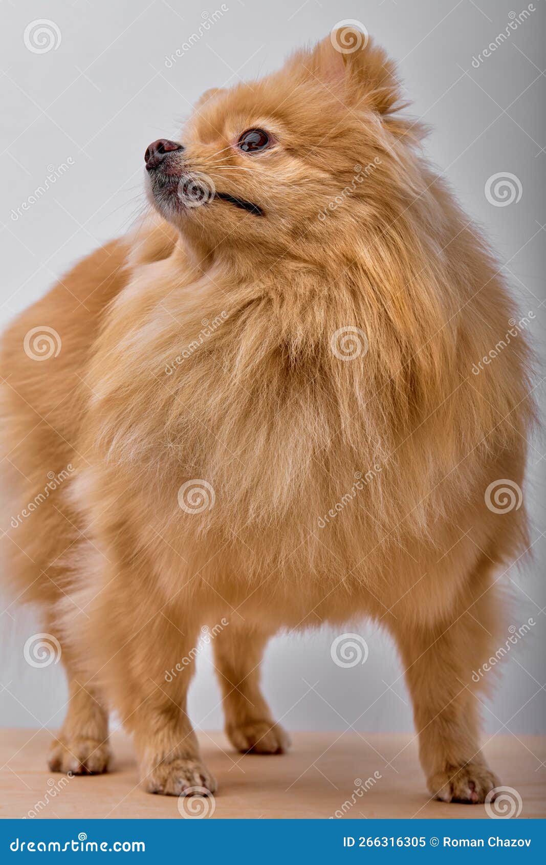 Бело коричневый шпиц