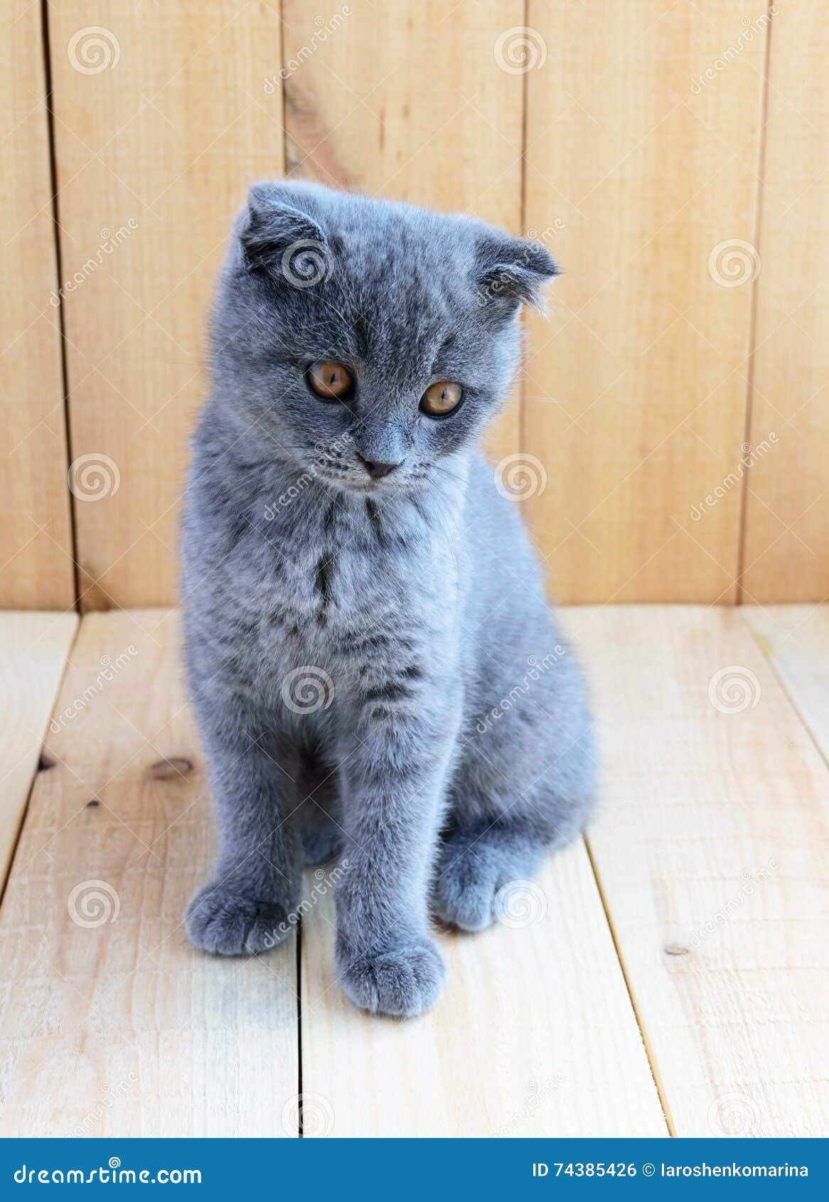 Кот с обрезанными ушами