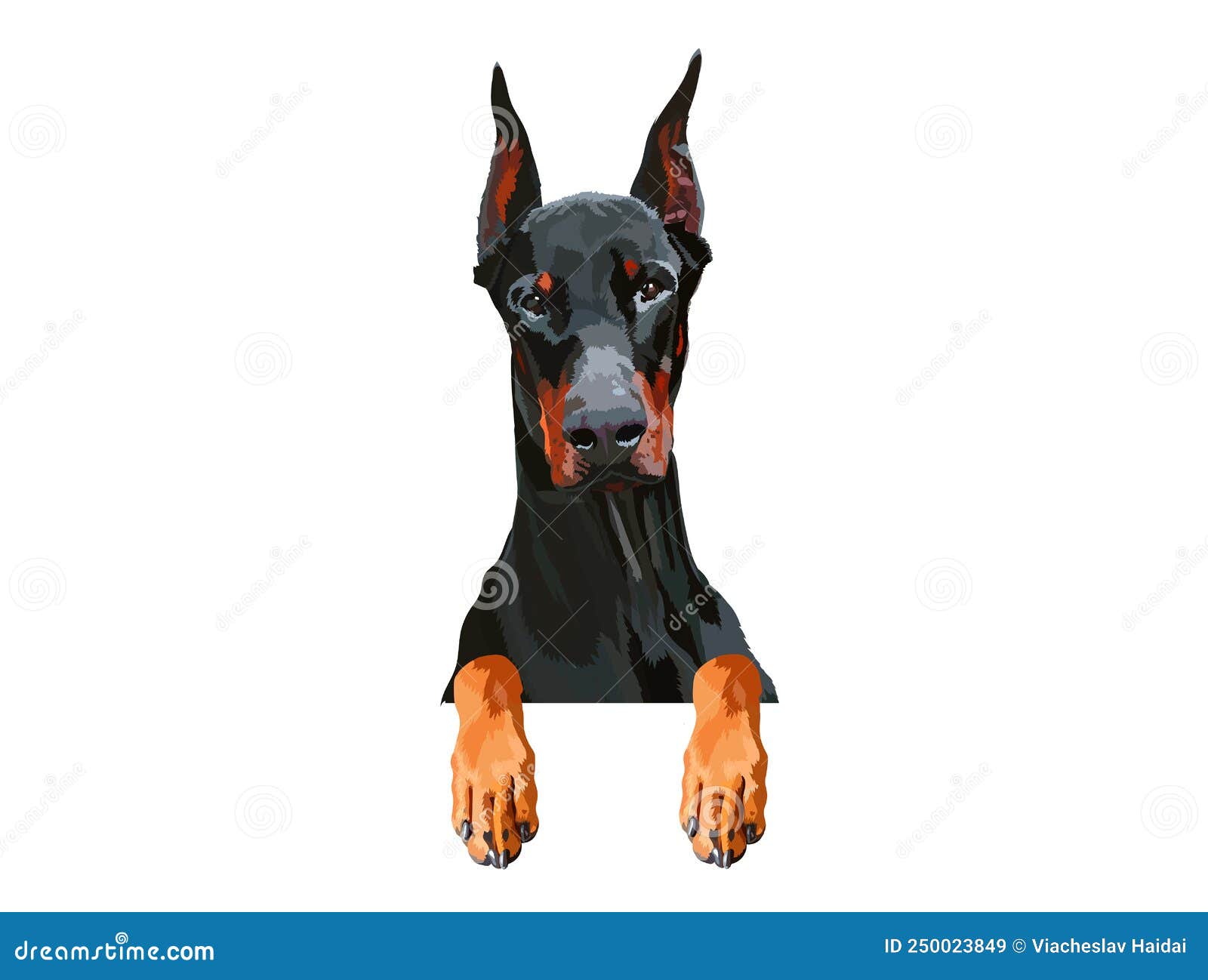 портрет Добермана с лапами. собака висит на границе. домашний питомец с  черным пальто и длинными заостренными ушами Иллюстрация вектора -  иллюстрации насчитывающей изолировано, промо: 250023849