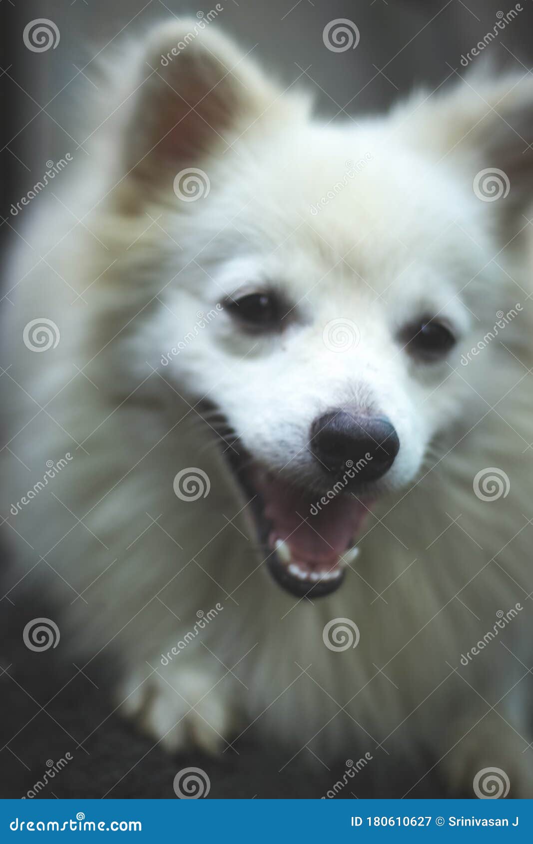 Индийский шпиц