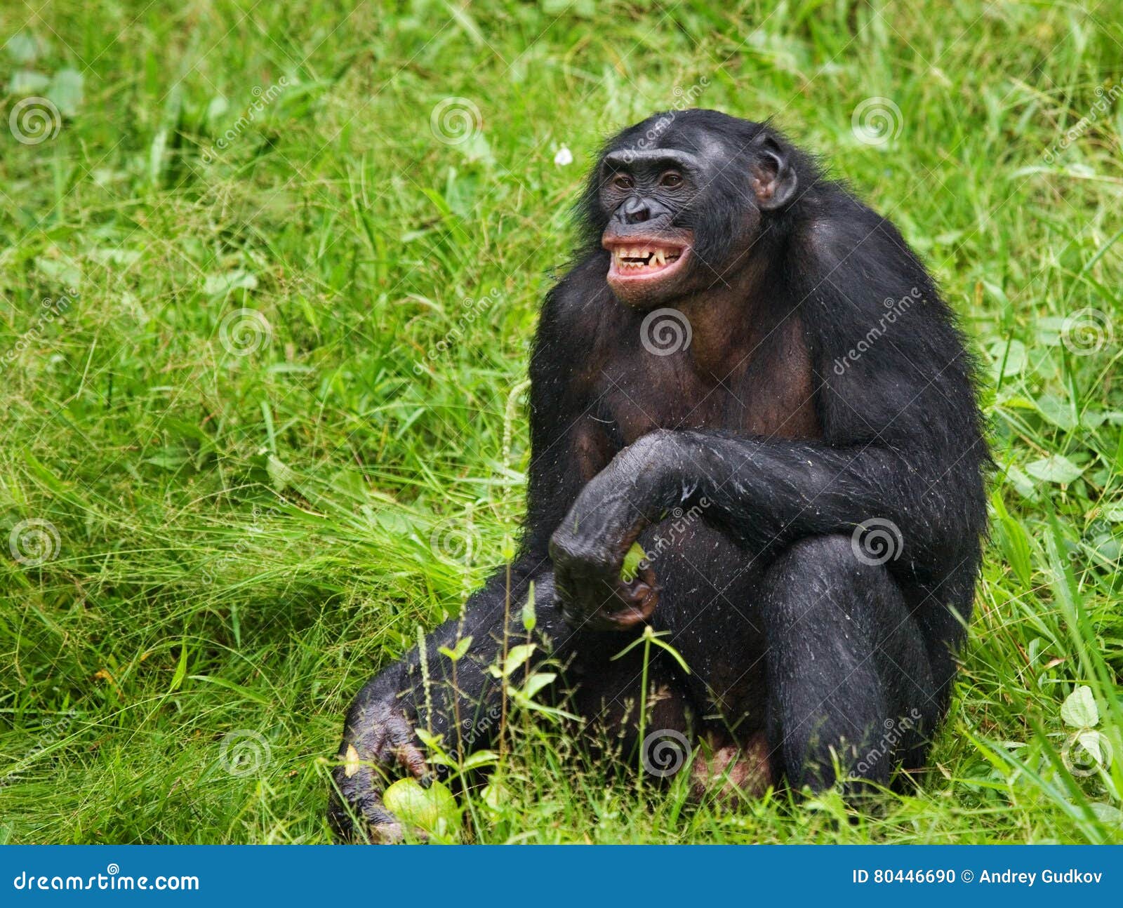 Карликовый шимпанзе 6. Lola ya Bonobo Республика Конго. Демократической Республики Конго питомник шимпанзе бонобо. Bonobo pick up. Bonobo перевод.